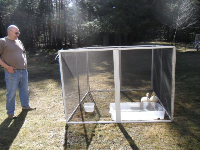 My hubby found the screen to a screen house at our town dump and though of my ducks!  He layed them down and drilled holes on the 4 corners and secured 3 of them w/ zip ties.  He then loosely connected the ties on the 1st & 4th panel.  He then used a bungee cord to connect the 2 top loops w/ the 2 bottom zip tie loops and that would secure the panels together.  Then we could put them in exit and secure them from traveling away from us.  Which they do. Only Too Good!