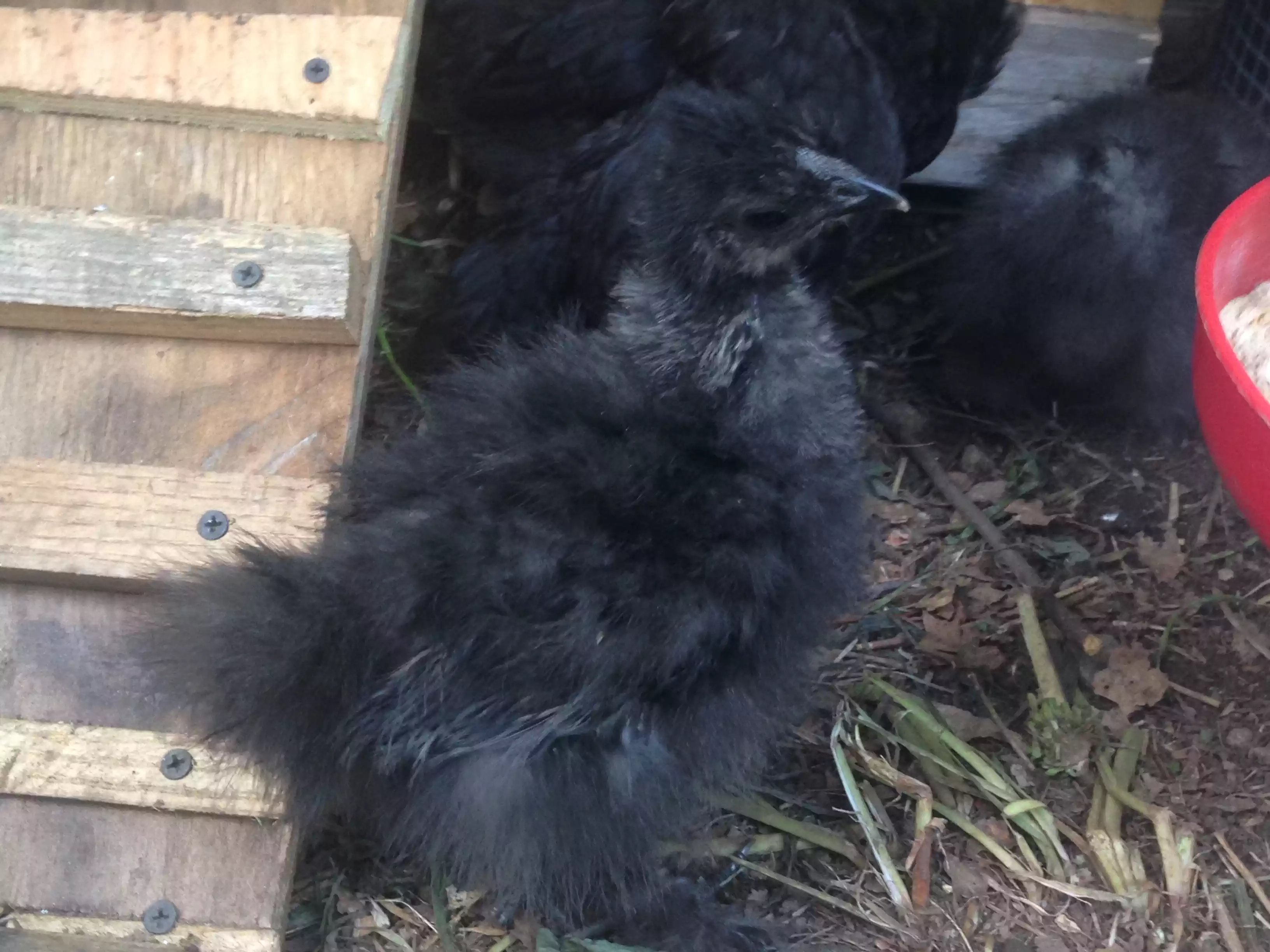 My little Raven - the smallest bird and the third Silkie