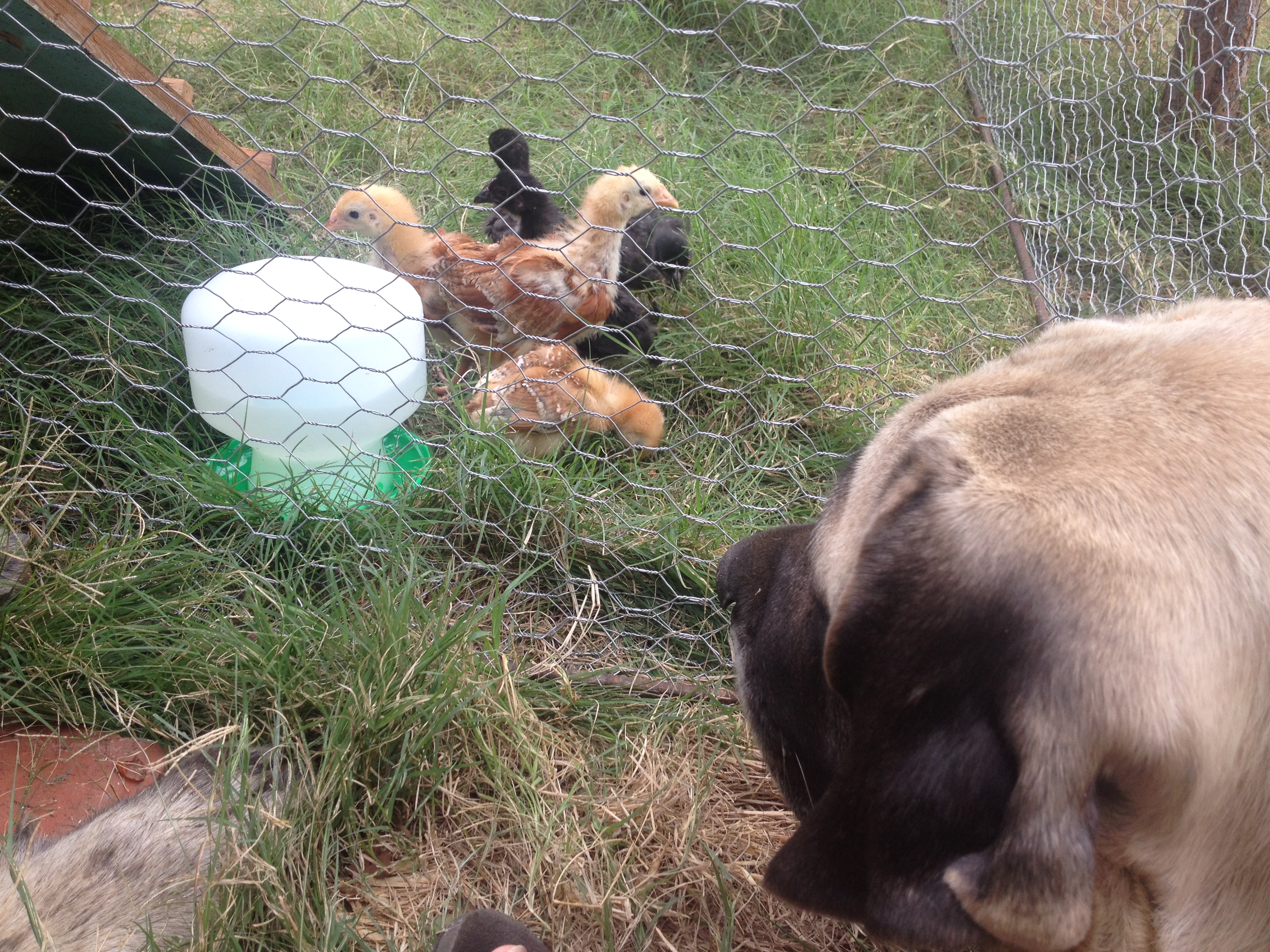 My mastiff inspecting the newcomers