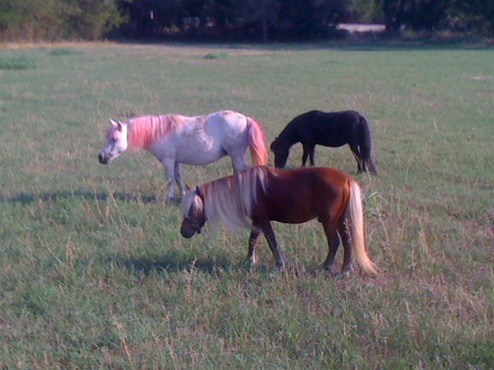 My Mini mares and stallion in pasture .... Front Huney Bucken .. middle ( with pink hairdo is mare Snickers and back  black mare Belinda