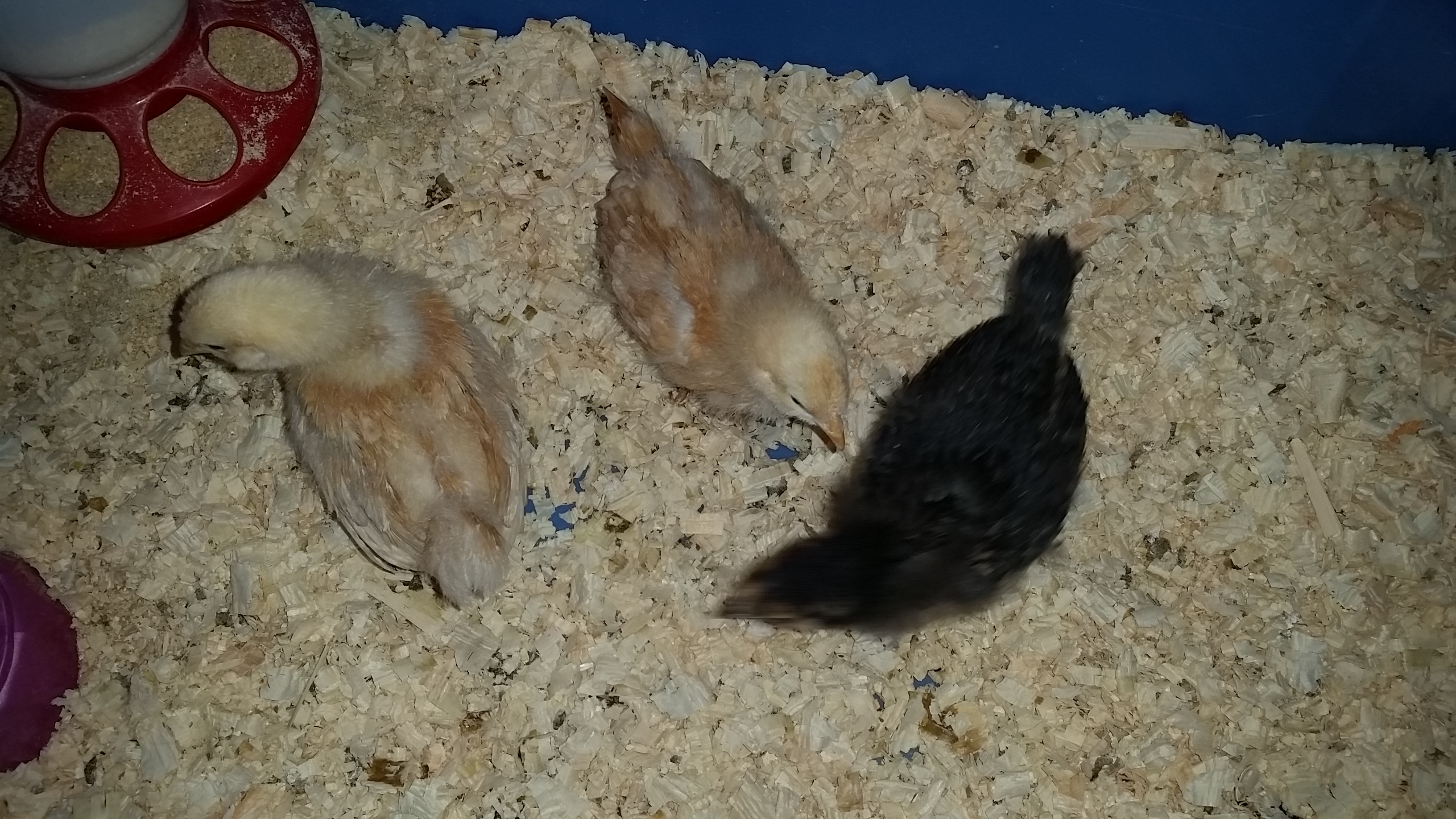 My new editions. 2 buff orpingtons and a golden laced wyandotte