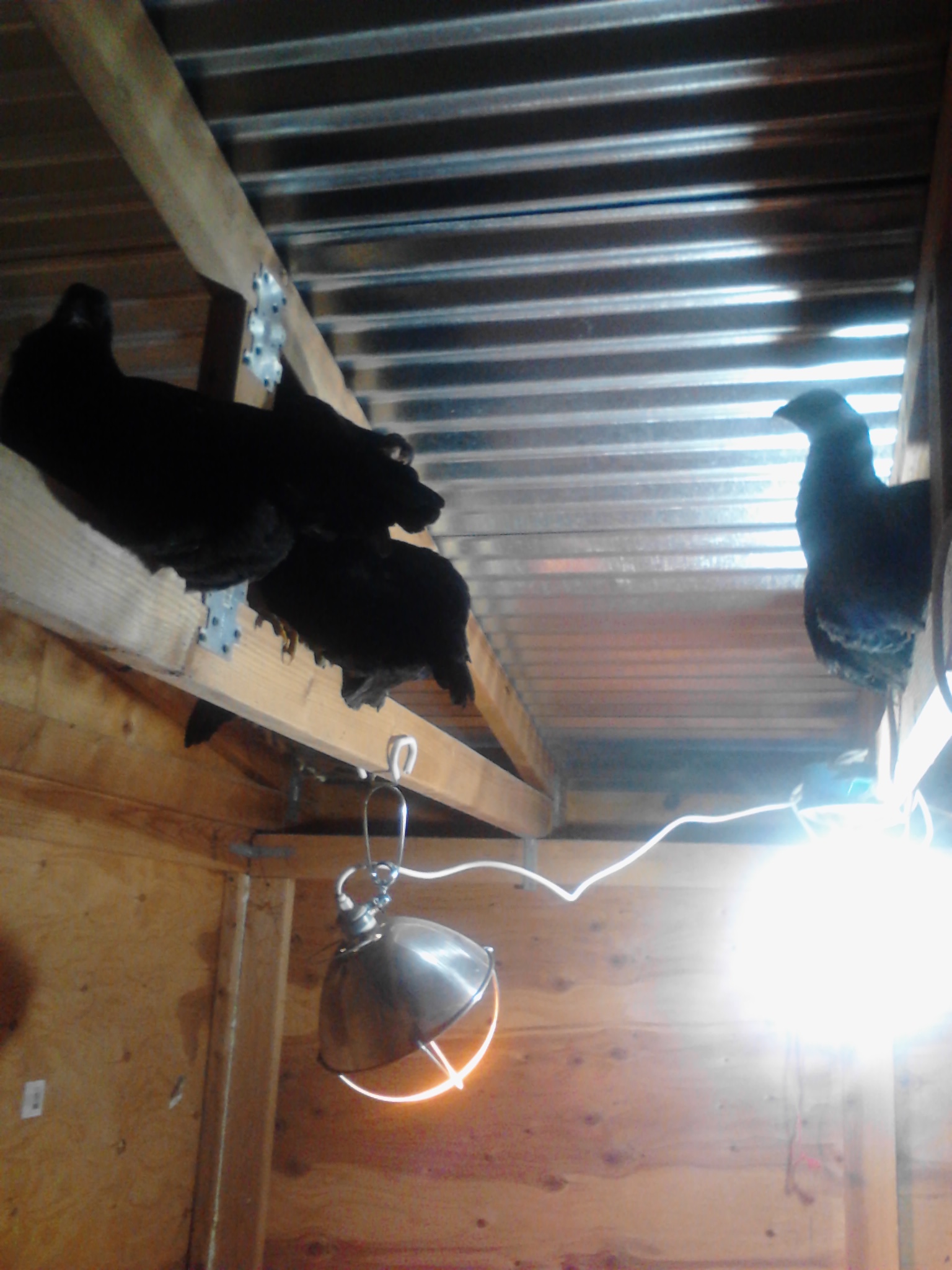 My new ladies I have roosts but they have decided getting into the ceiling is best
