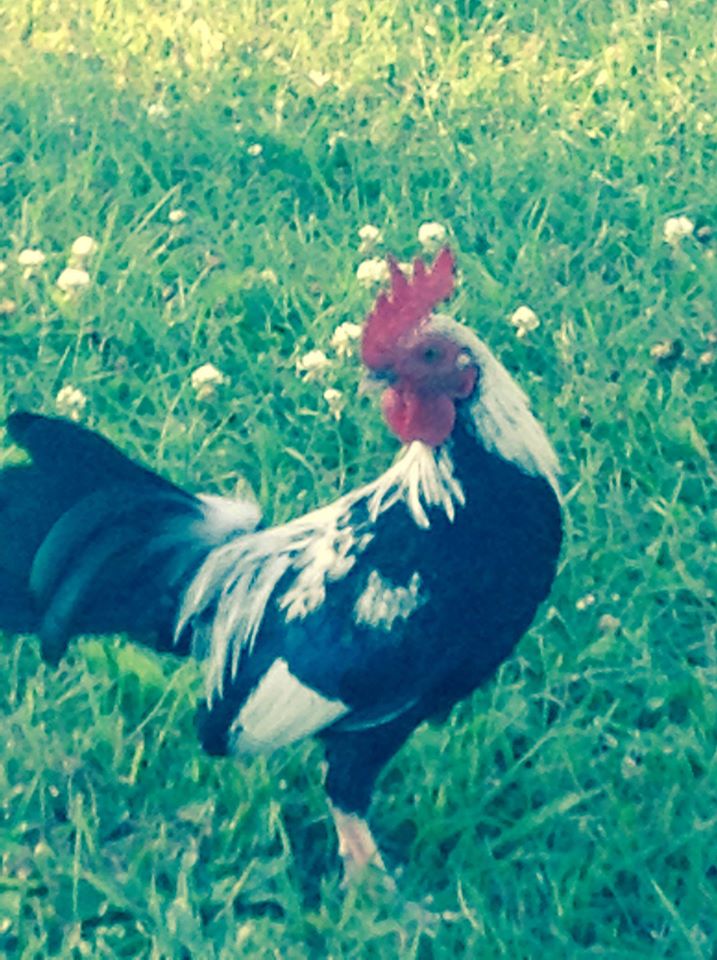 my new rooster lil bit