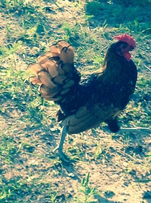 My new rooster