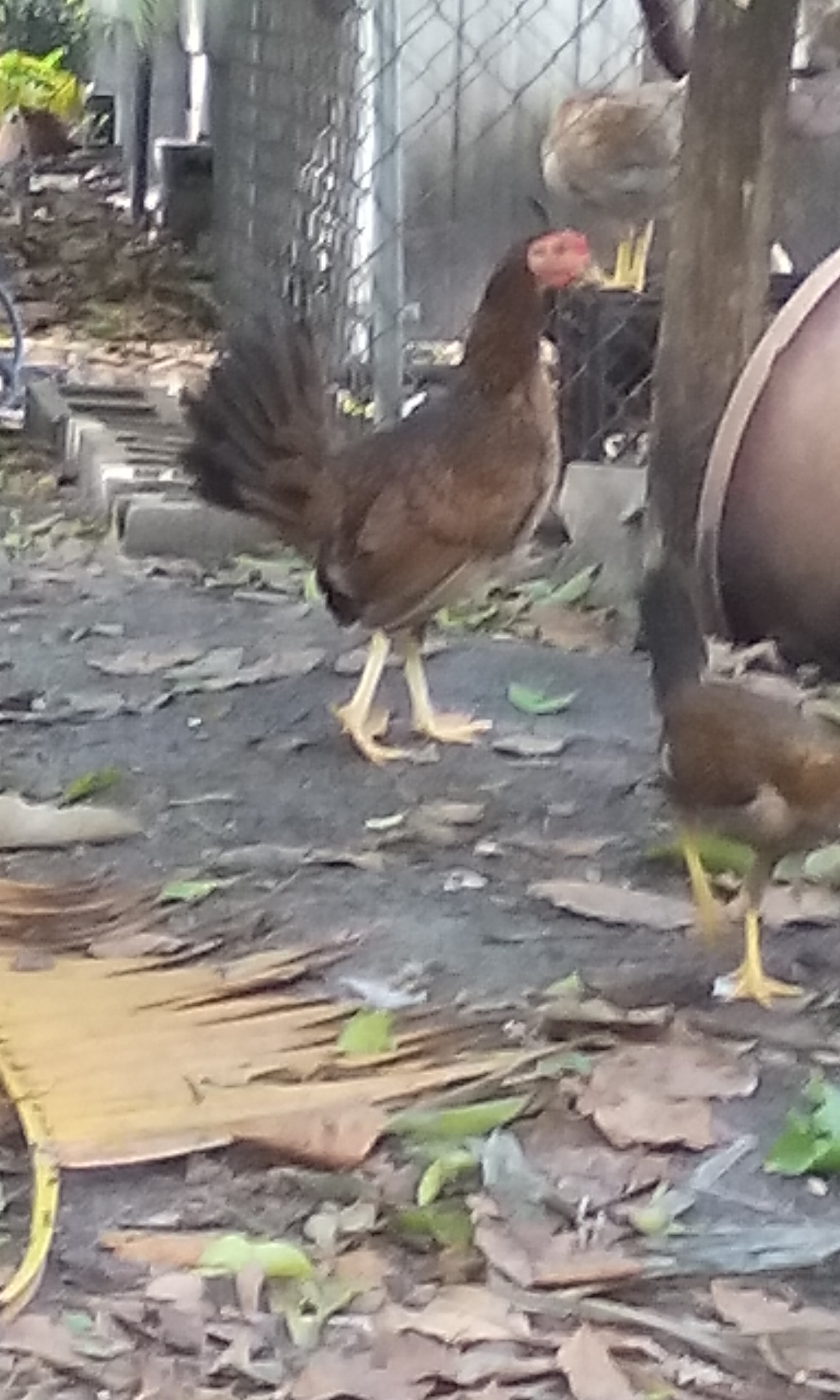 My Puerto Rican Hen