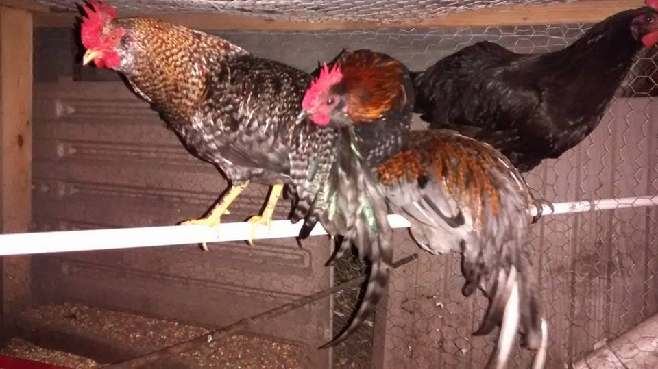 my roosters