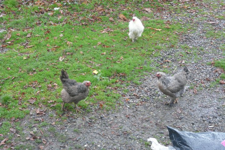 my silkie rooster Gravy and 2 dark brahma hens