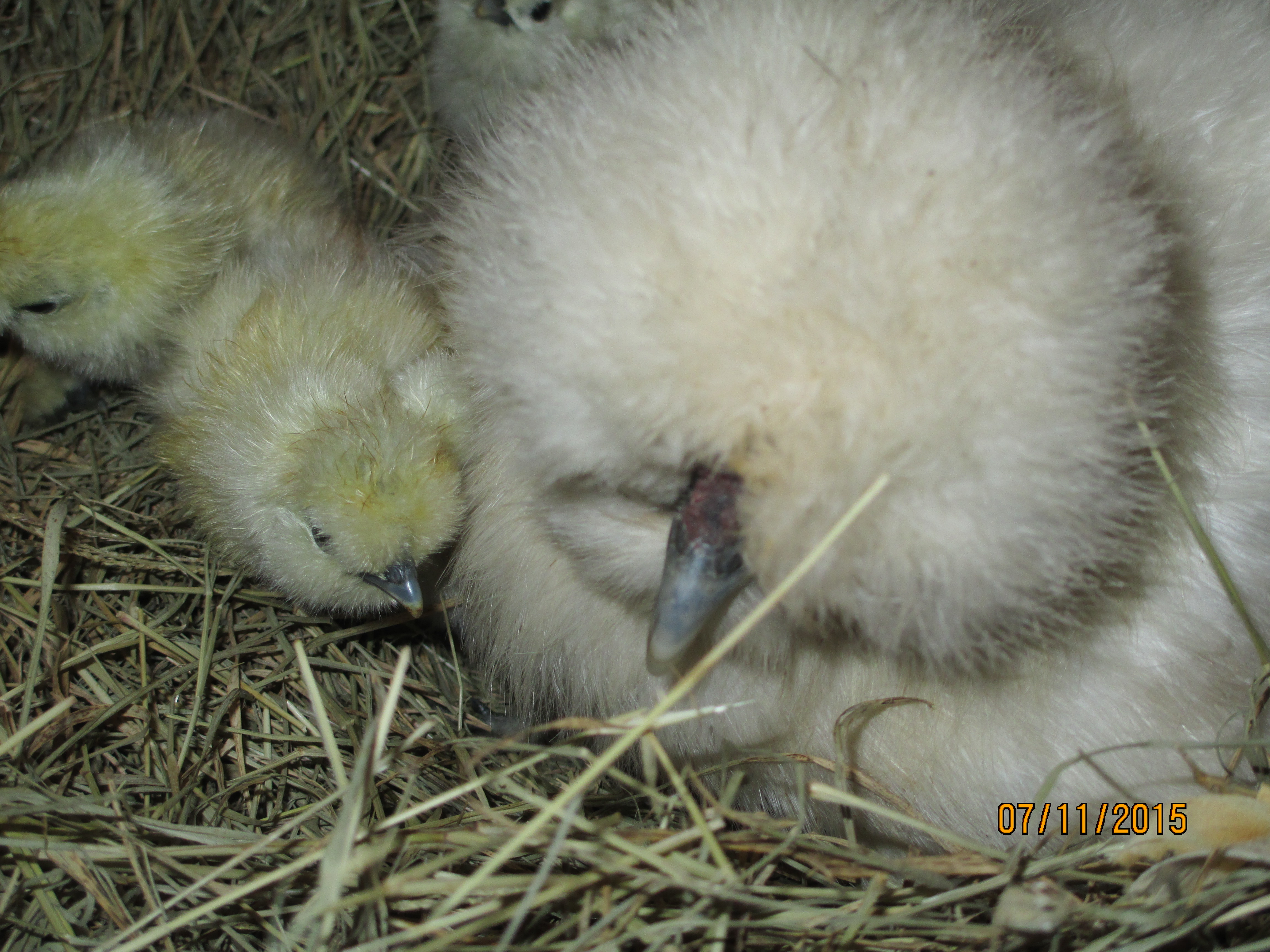 My silkie Samantha's first chicks hatched last night.. She had nine!