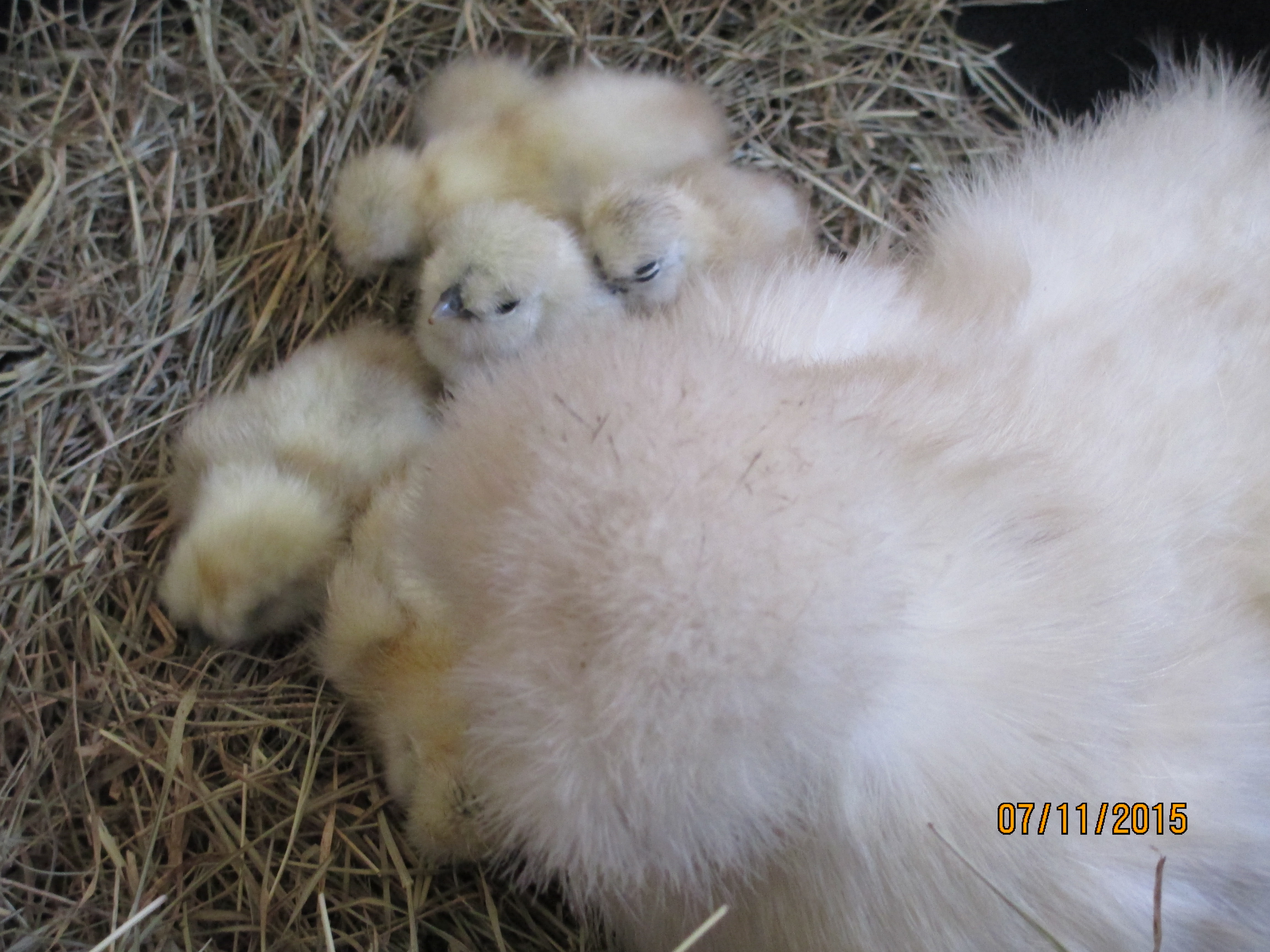 My silkie Samantha's first chicks... Nine!!