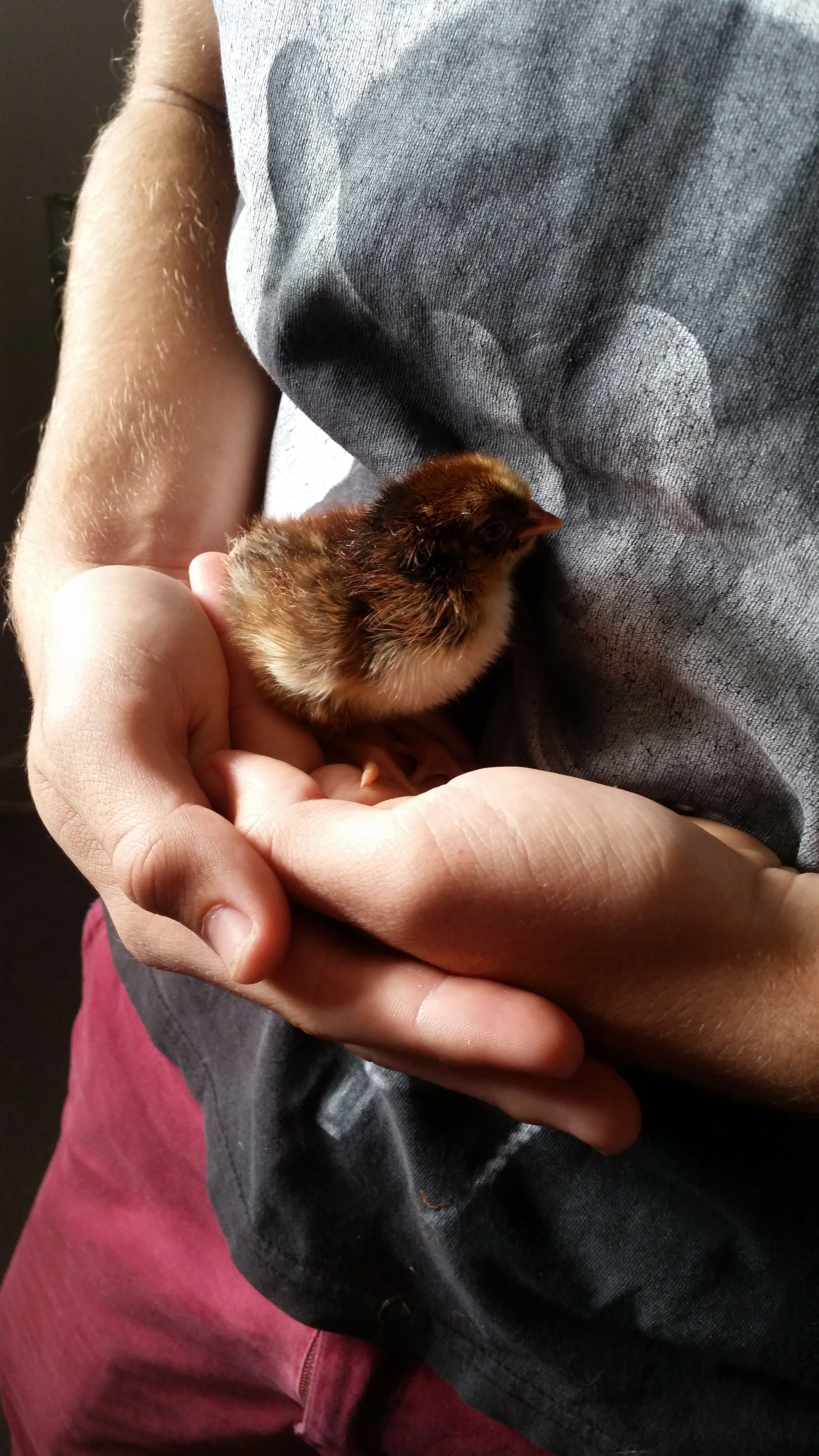 My son snuggling one of my barnvelder chicks :)