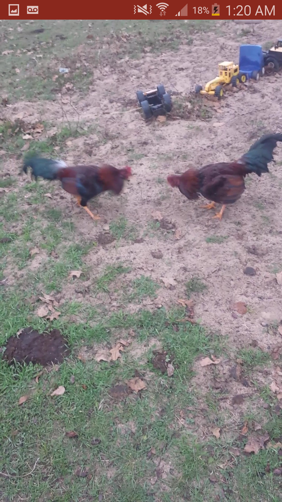My two 3/4 wheaten and 1/4 brown red game roosters.