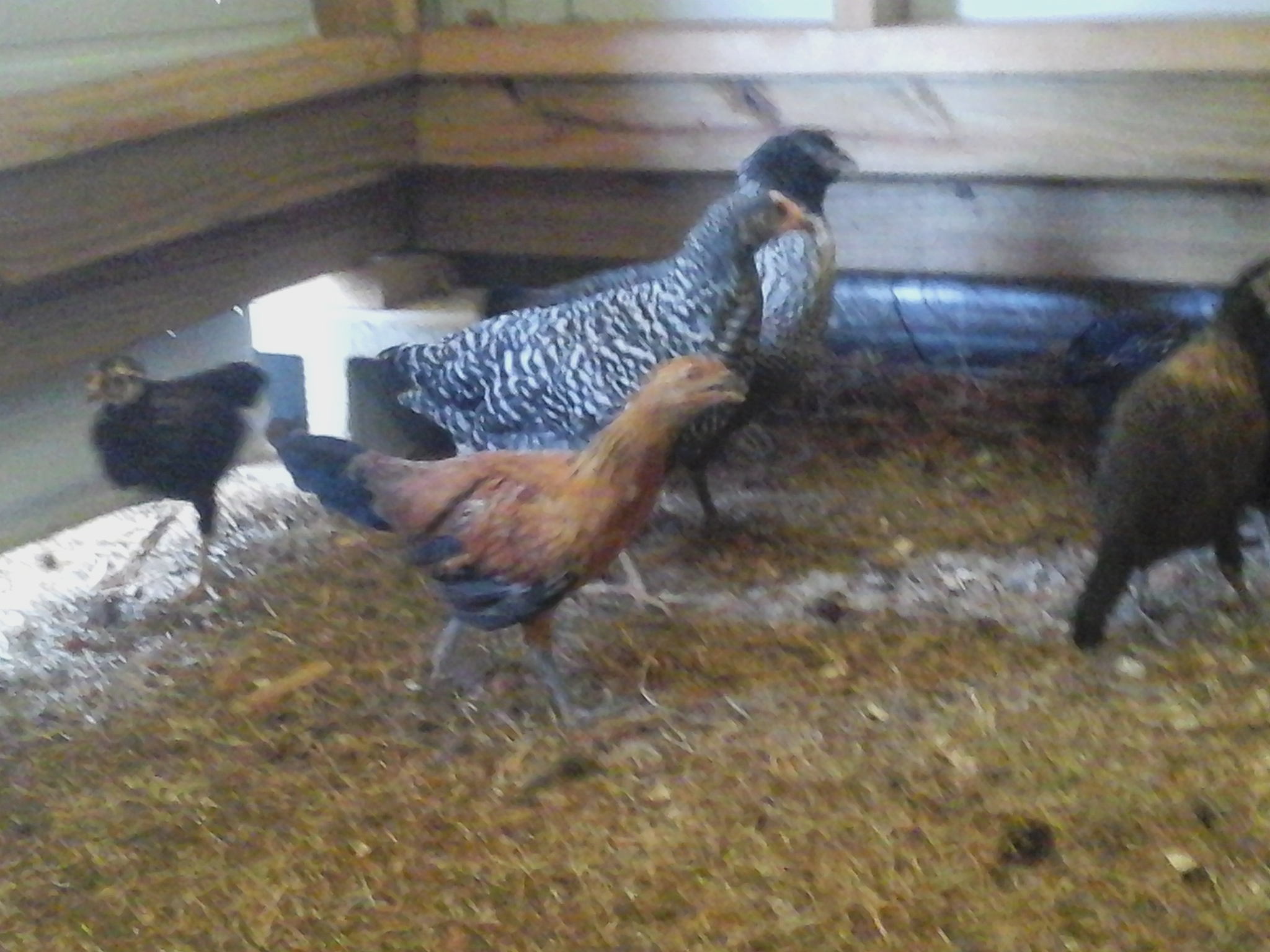 My young chickens