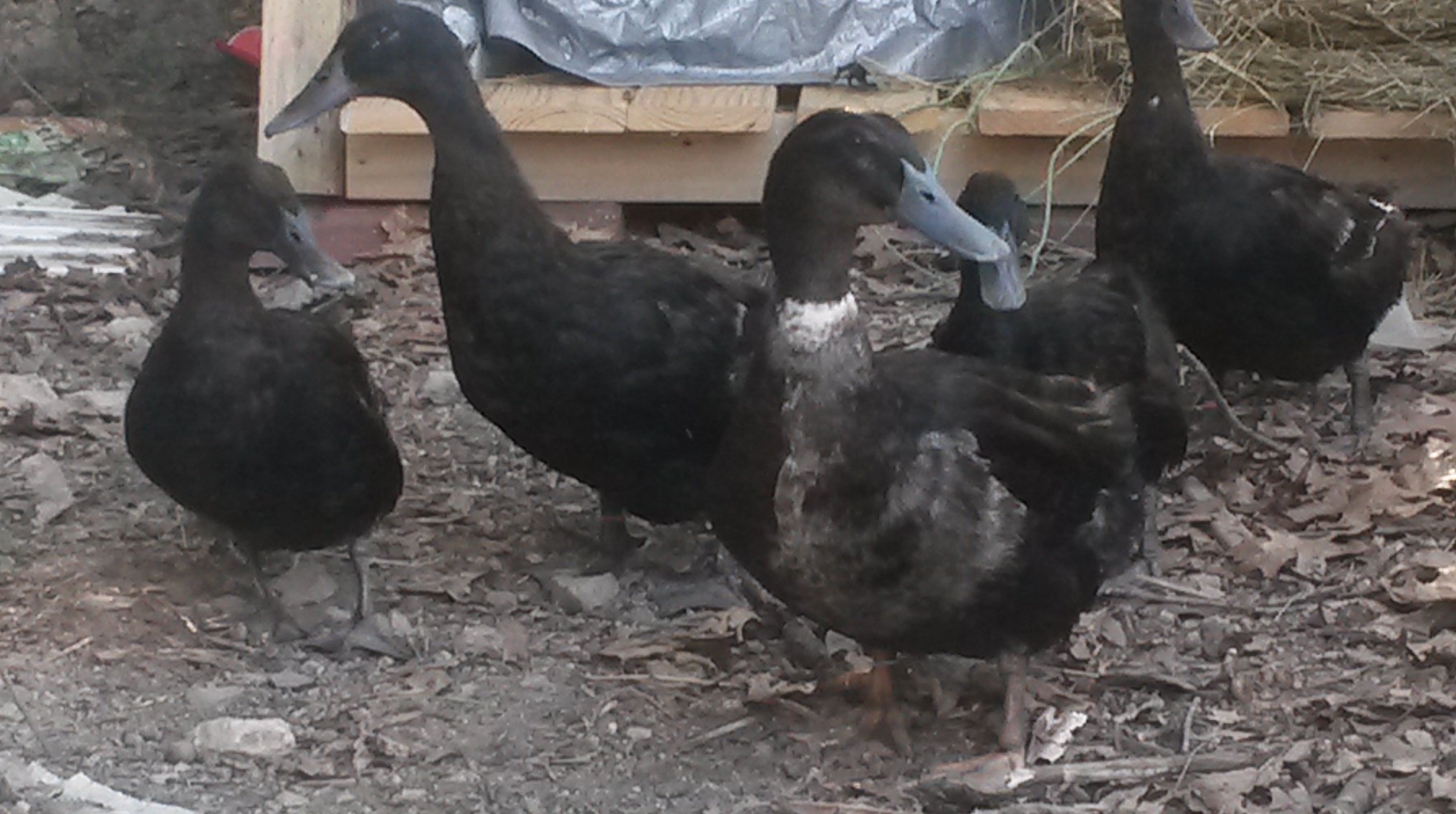 My young Indian Runners - Speckles in the front there (drake) and his girls - Rose, Hope, Faith and Destiny