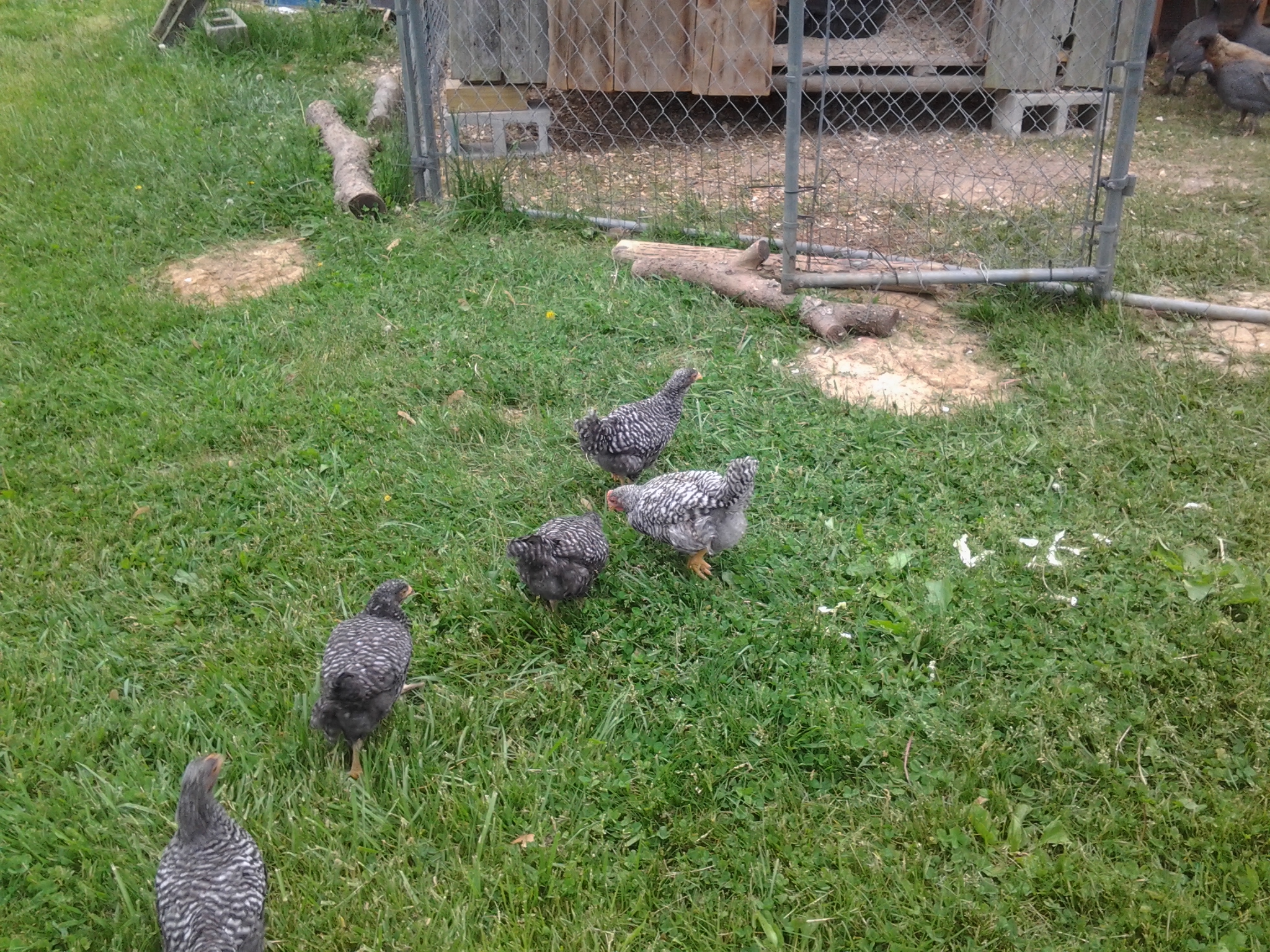 My younger barred rocks, including a pullet who turned out to be a roo. He's the lighter colored chick.  Named him Reggie