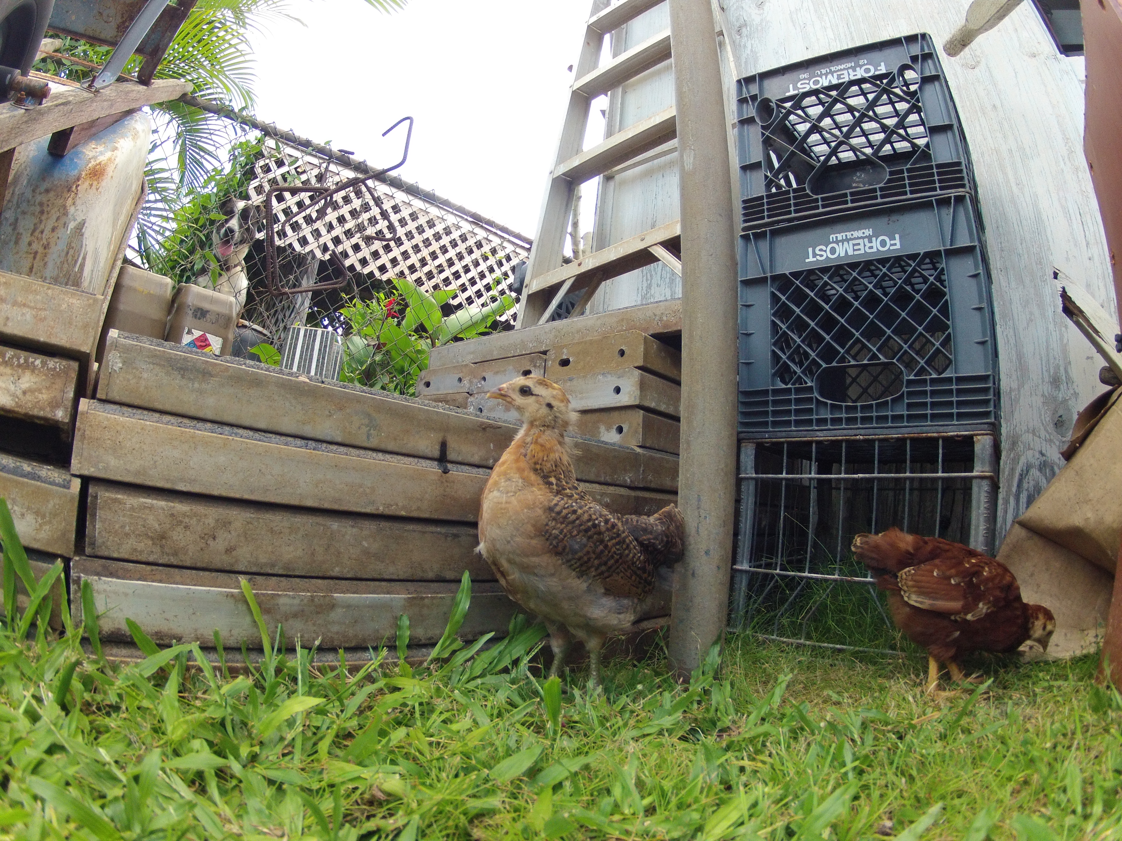 Neco, our only ameraucana chick, and Ruca behind her- our rhode island red baby hen