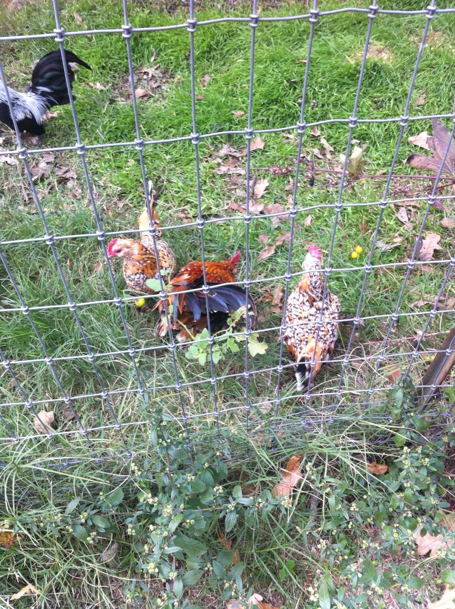 New chickens!!!