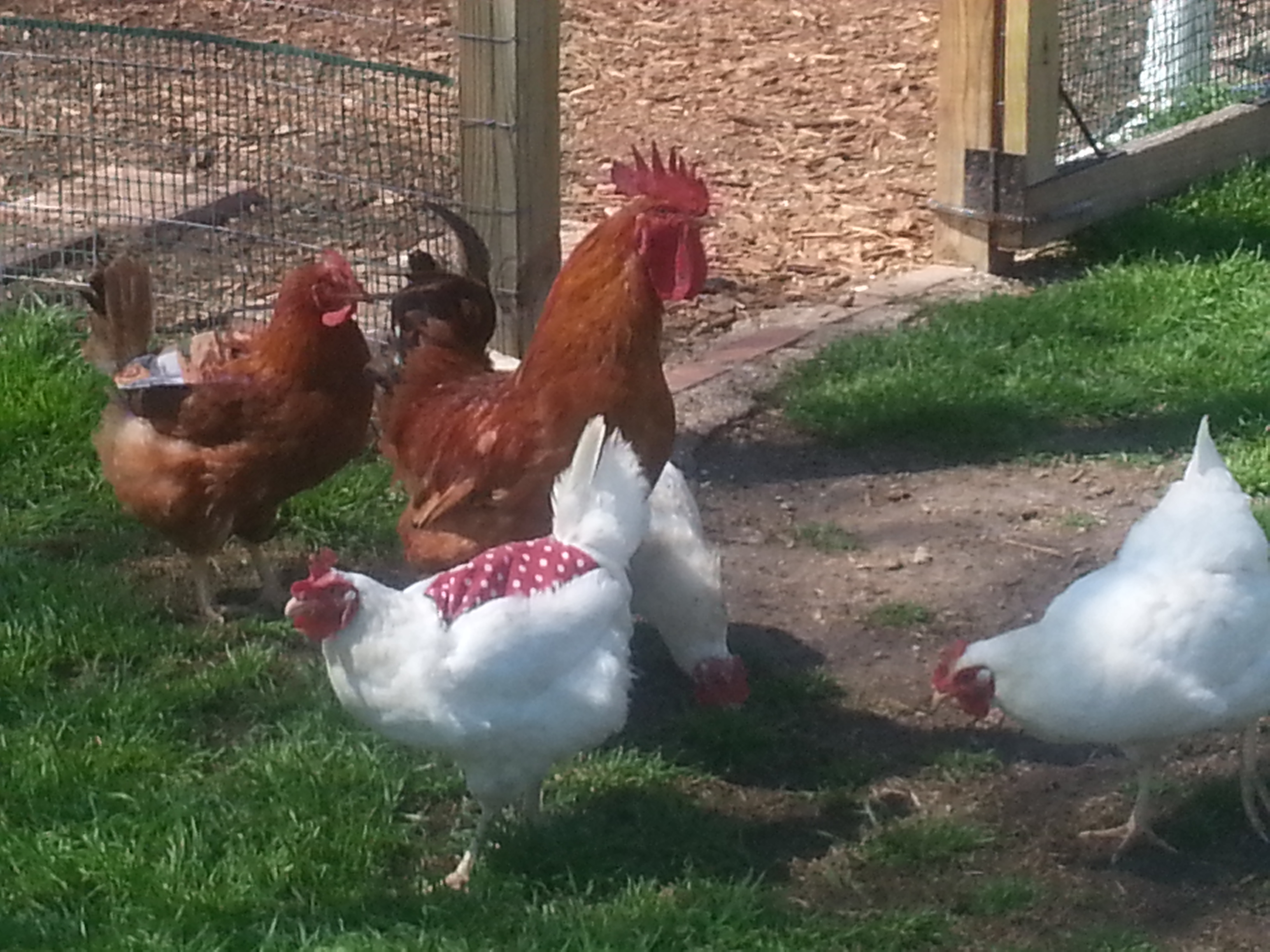 New Hampshire rooster "Red" and a few of the other ladies