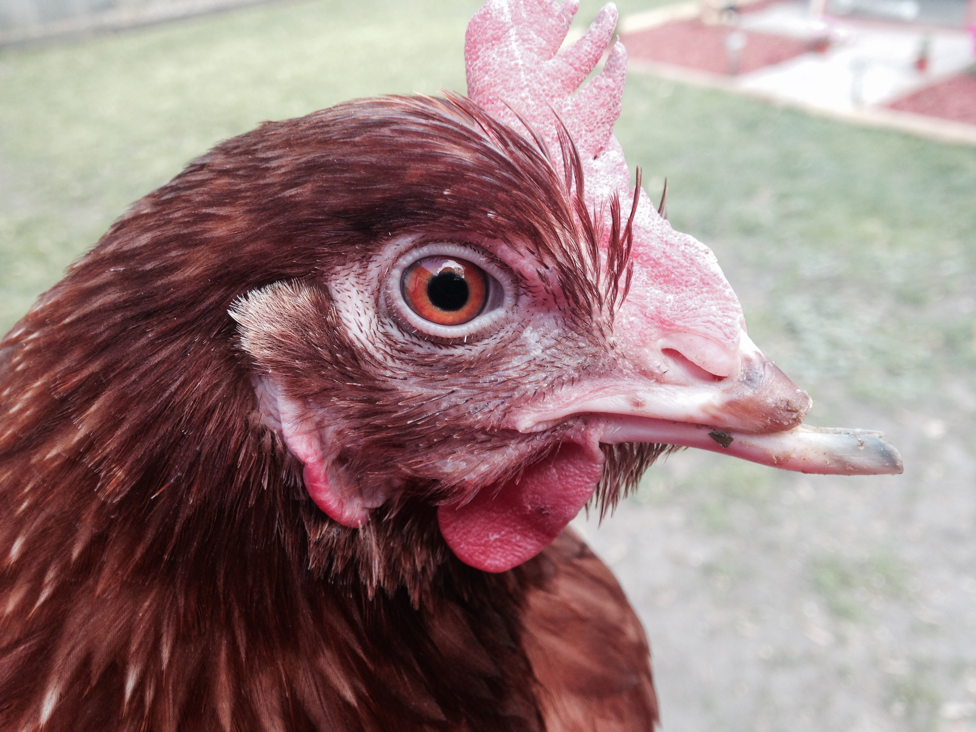 New hen owner of 2 weeks. Will my poor Greta's beak ever grow back? I noticed its hard for her to pluck off the ground. I keep a deep dish full of food for her and it seems to work out better for her.