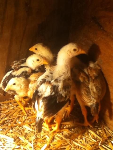 new shamo chicks