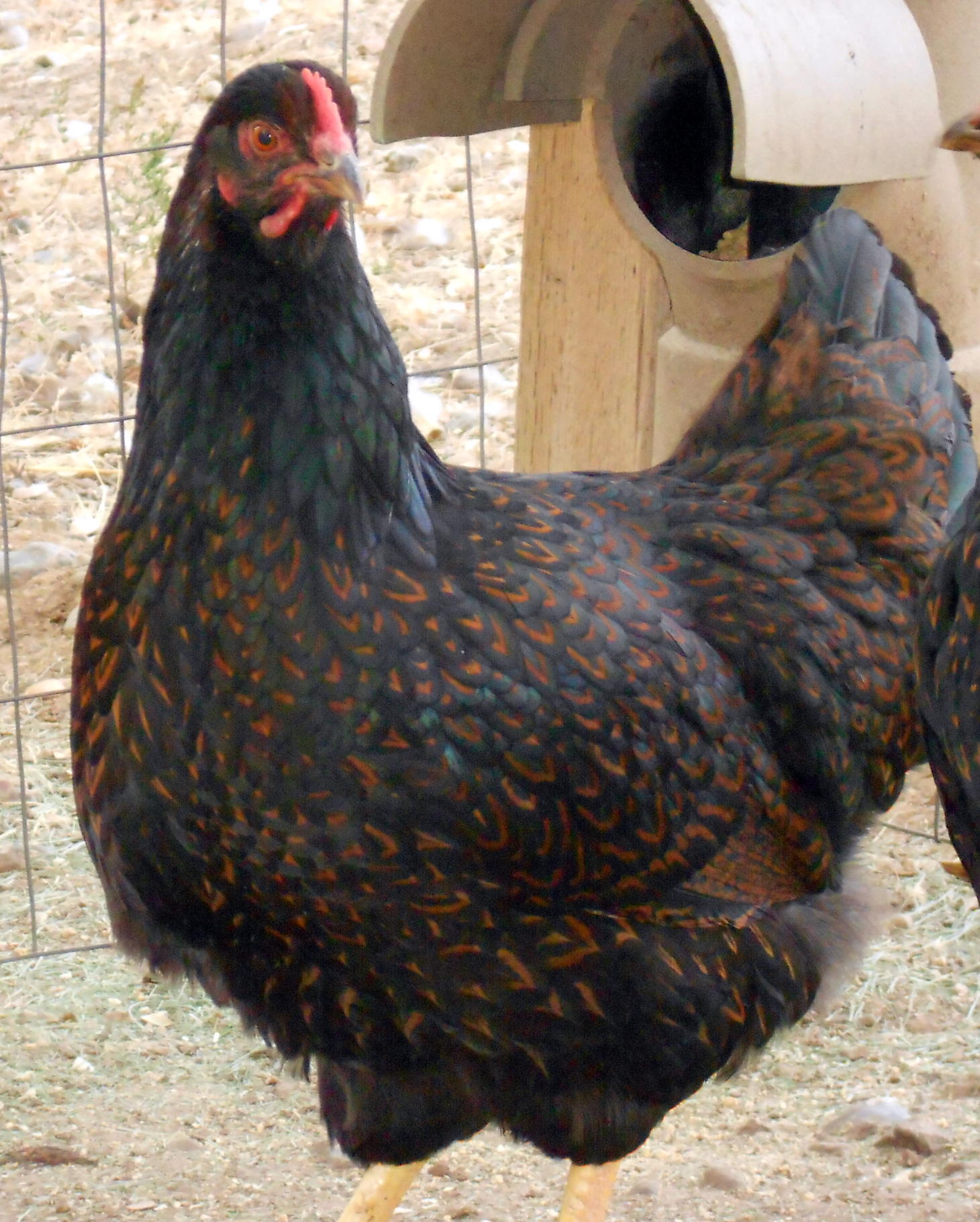 nice young 2013 pullet