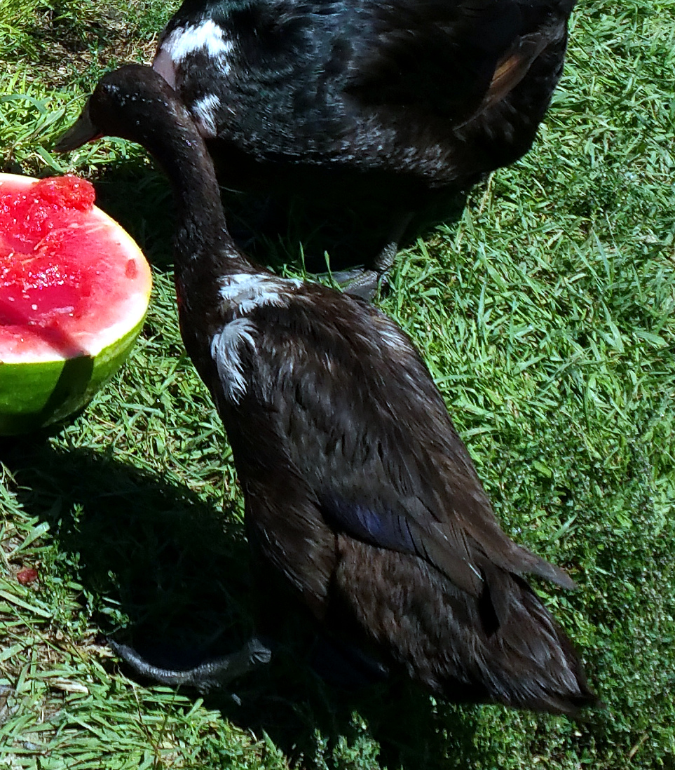 Noir going for the watermelon.