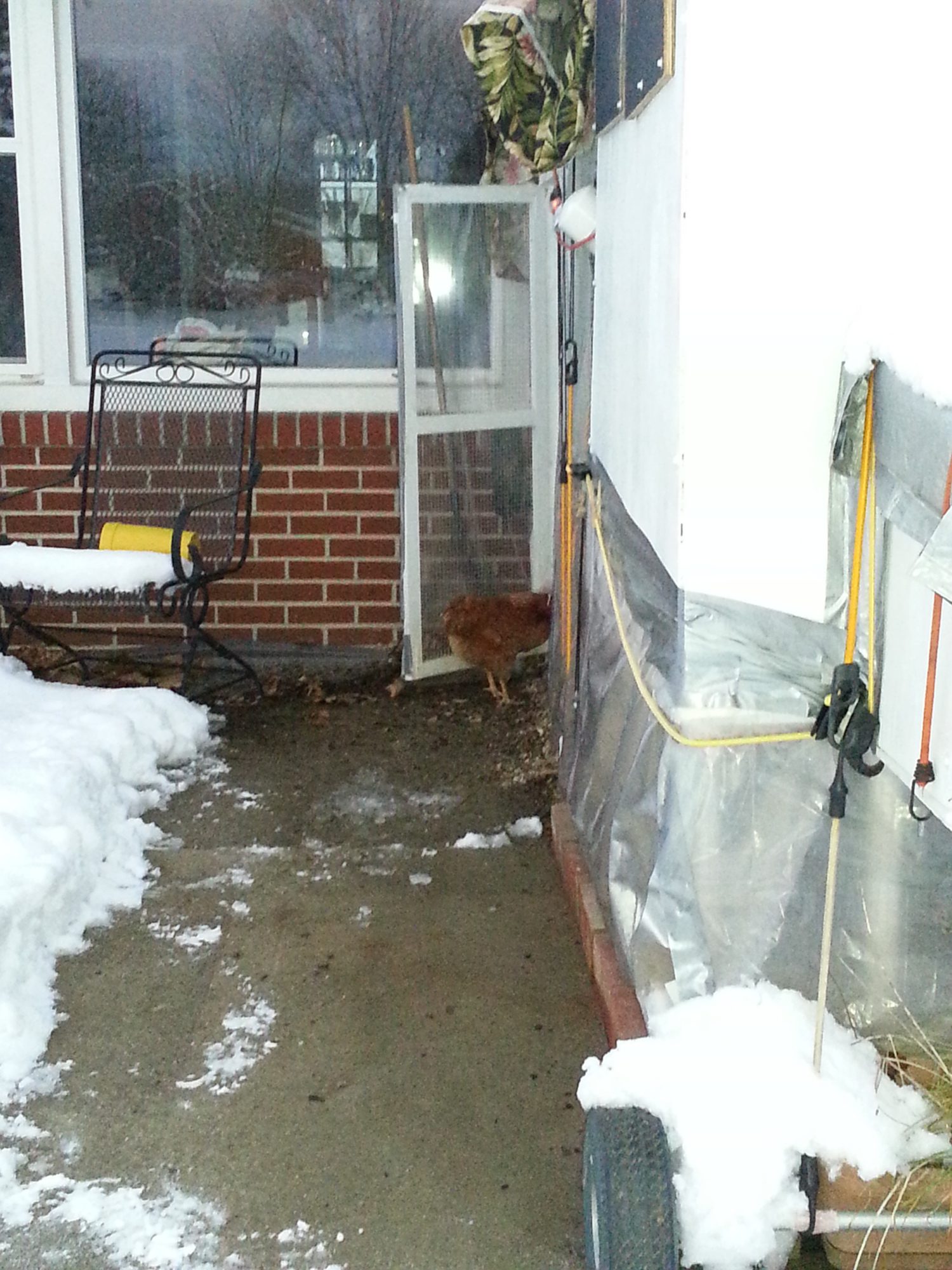 Nope, going back in.  I don't like snow says Penny.