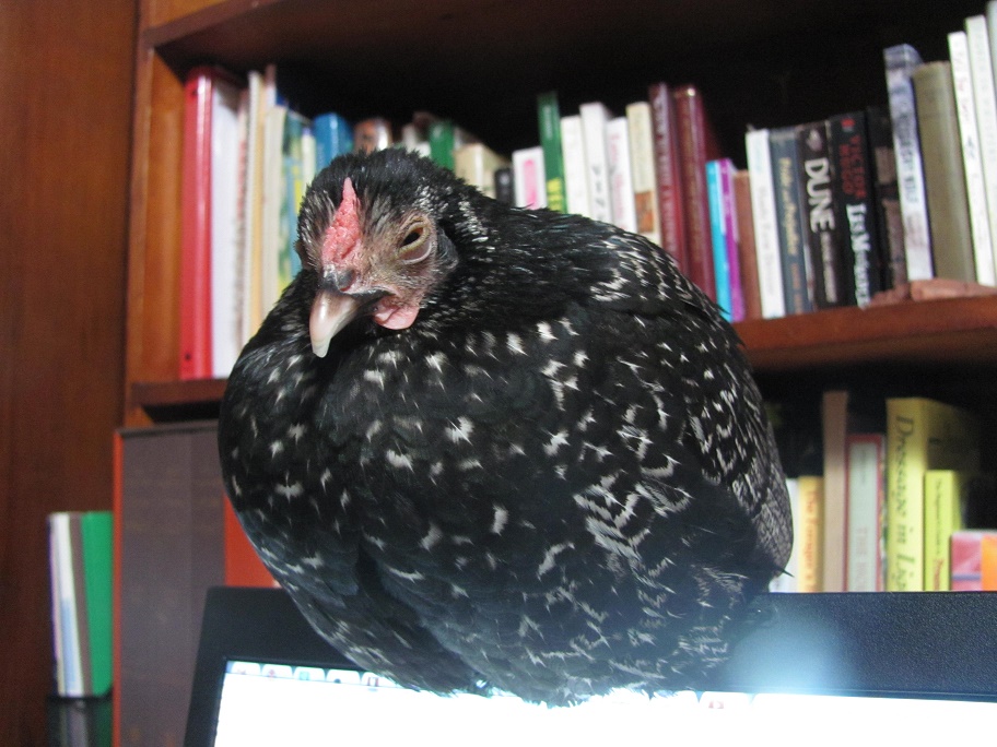 Nothing to see here, just a hen sleeping on my laptop :P