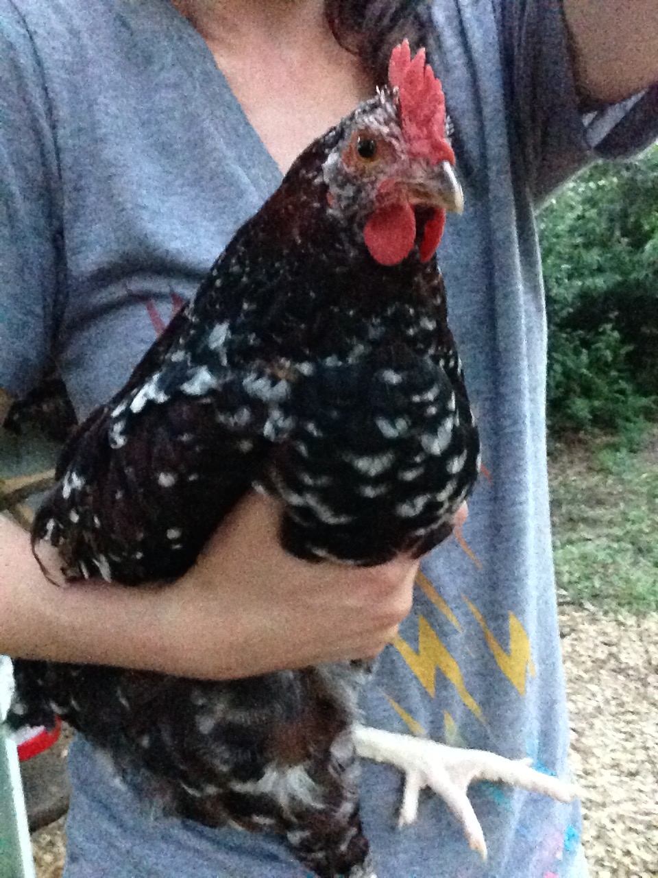Nugget my speckled sussex roo