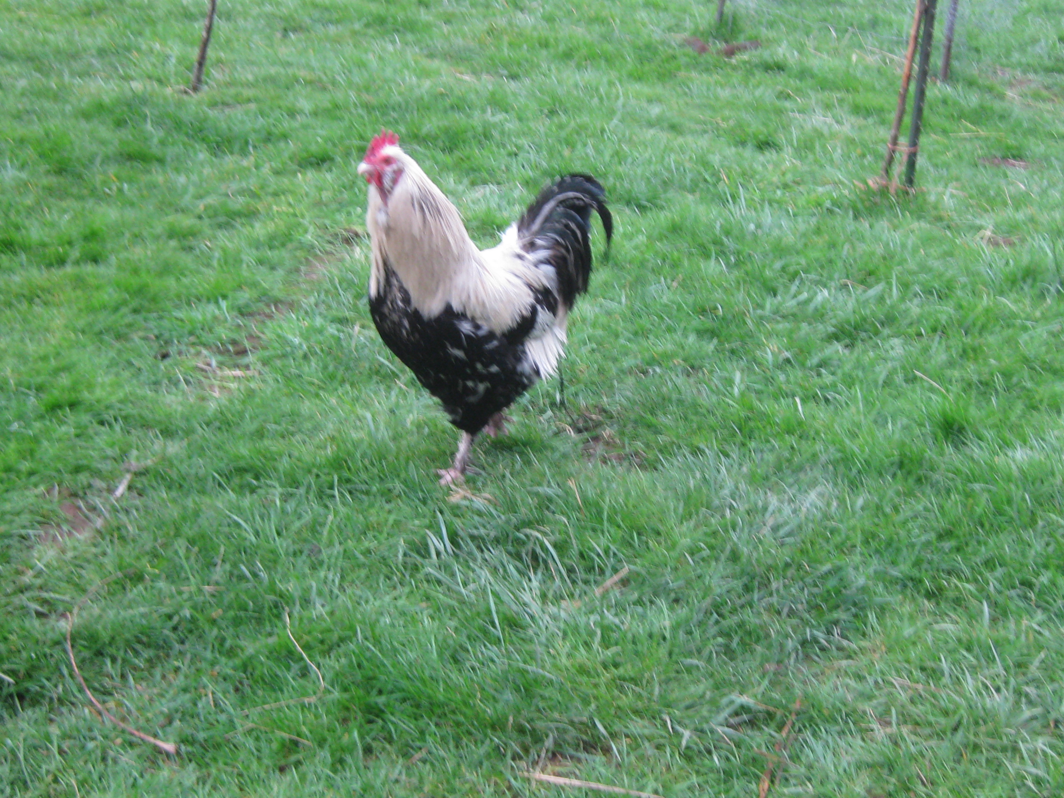 "Oldy" he is the oldest rooster we have at 9 years.