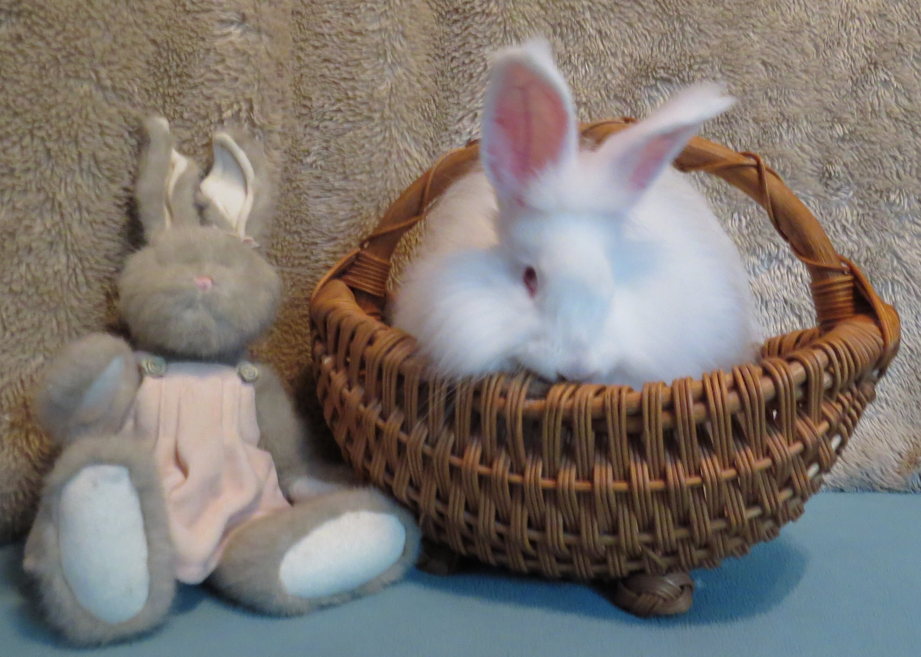 OMG!  It's Abby Rose, my pedigree German angora doe!  Well she's only 9 weeks old in this picture, I guess I can't trust her to stay in the basket forever lol!