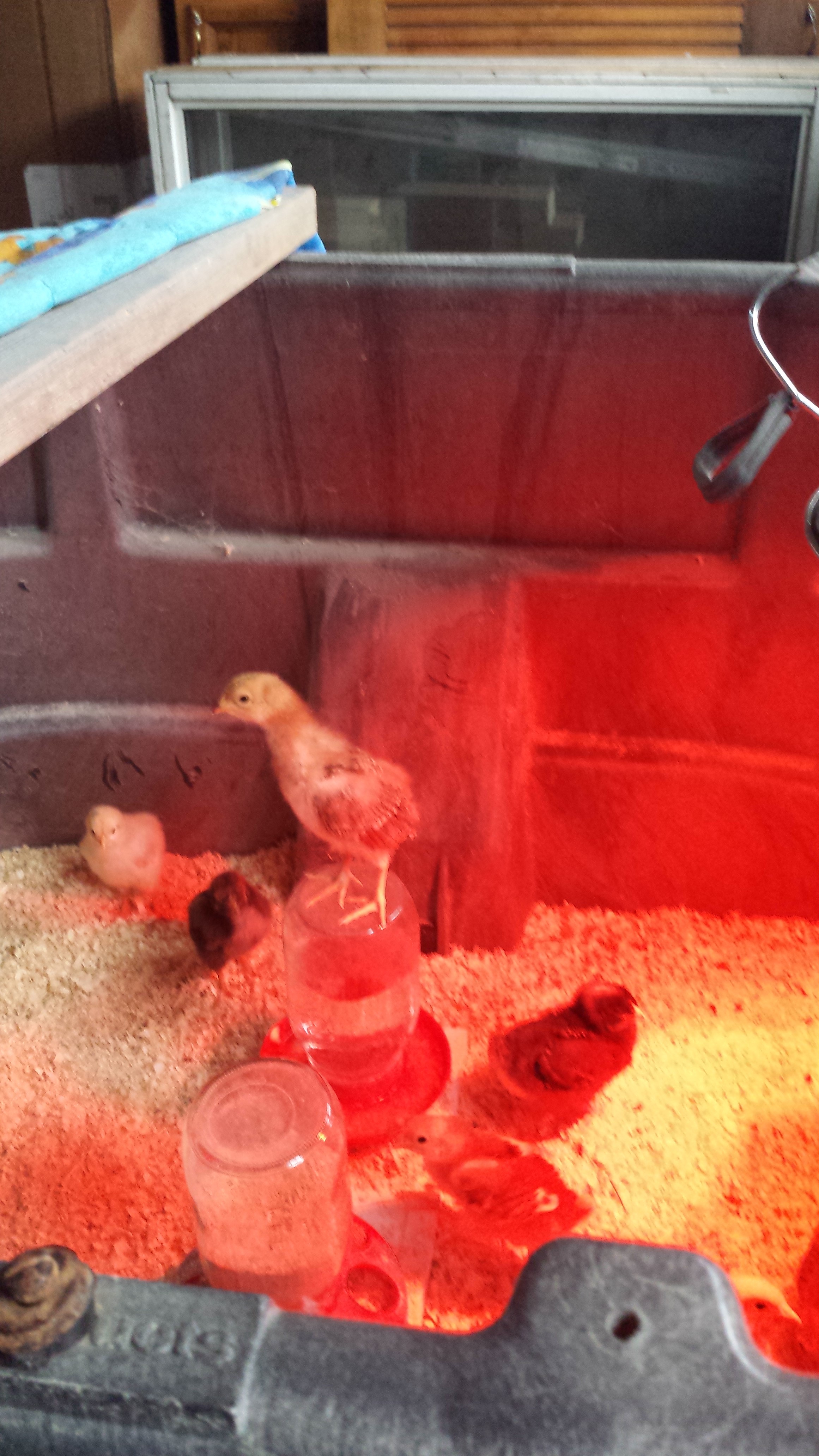 One morning I went to check on my girls and this is what I found!