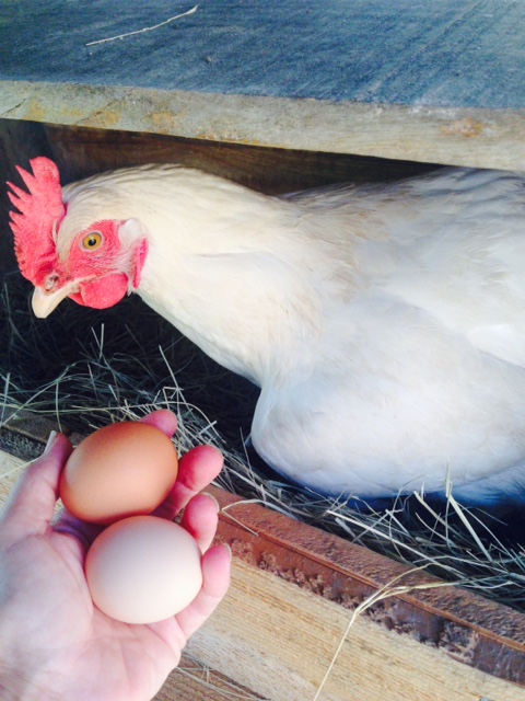 One of my chickens with her egg and an egg from one of my other chickens.