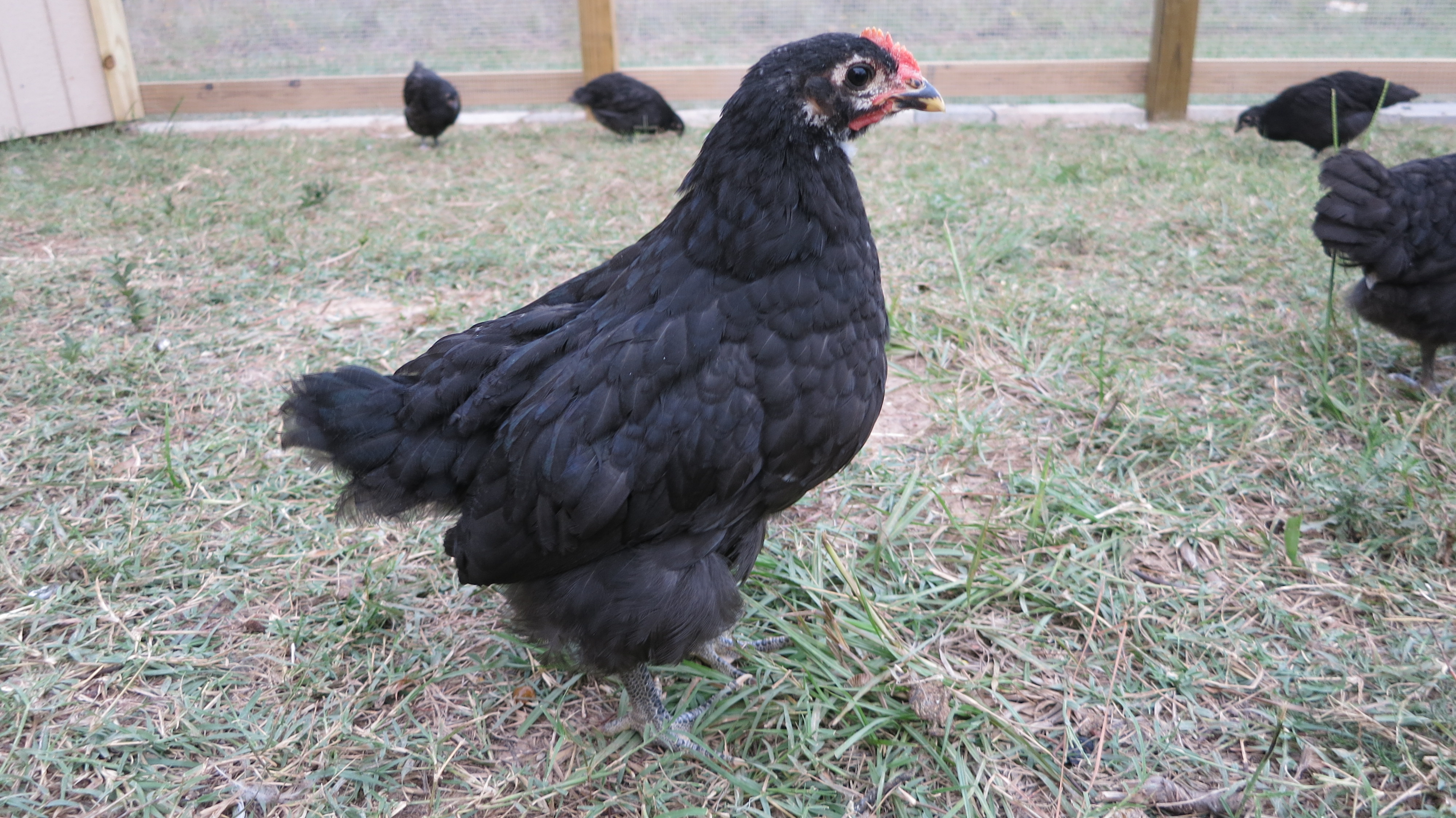 One of my seventeen Black Australorps at eight weeks old. Just released into their new pen.