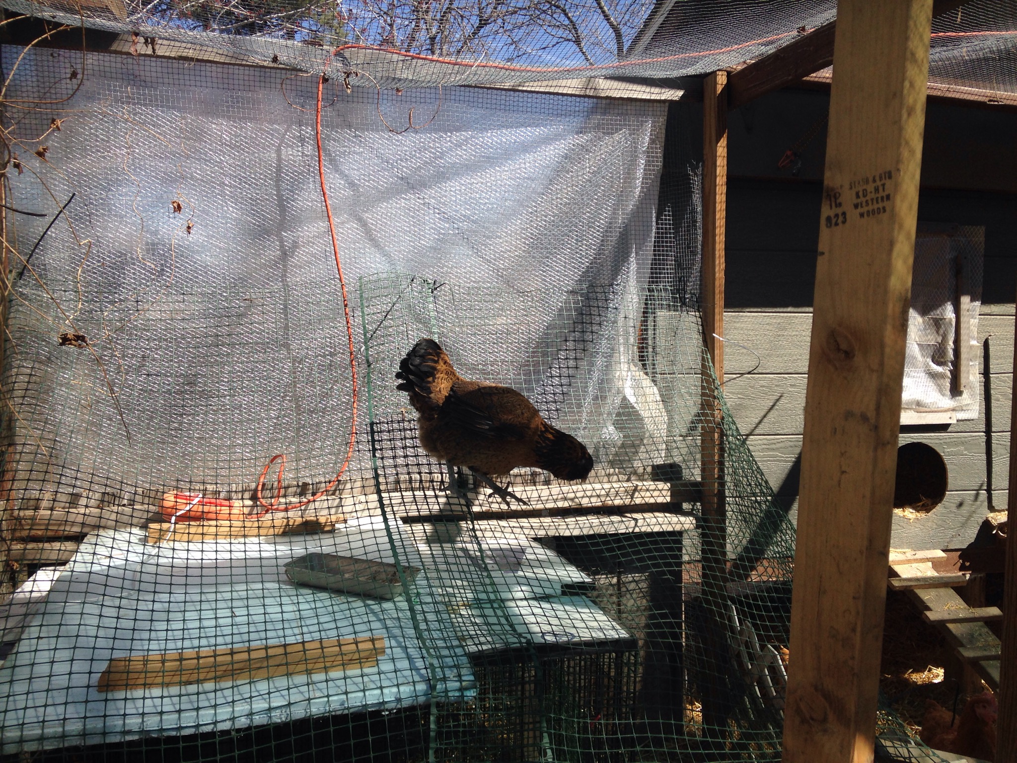 One of our hens trying to get in the brooder area...