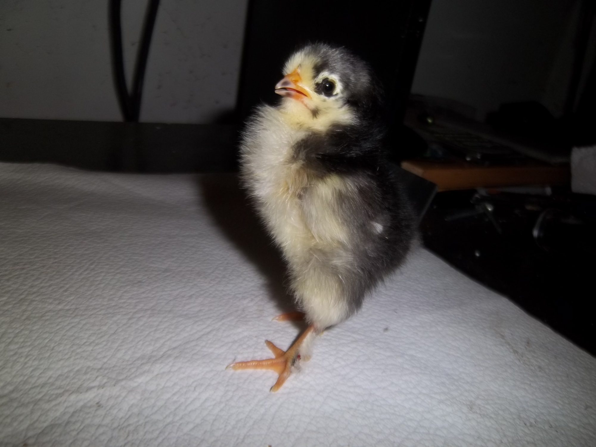 one of the new babies, startled by the flash