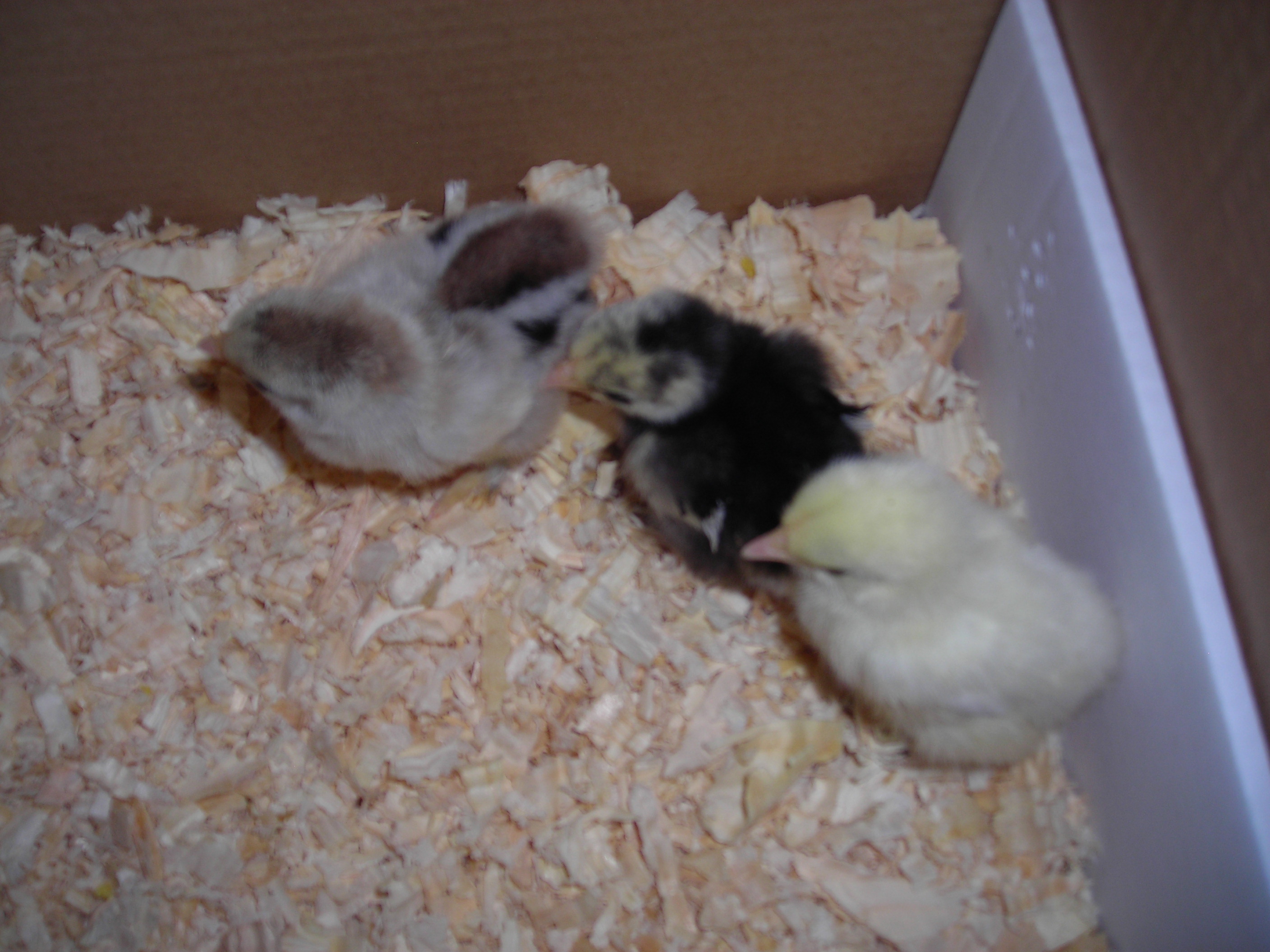 One week old Bantam chicks.  The Black one is a Frizzle hen.  The with Brown with a rooster.  The Yellow one is a hen.