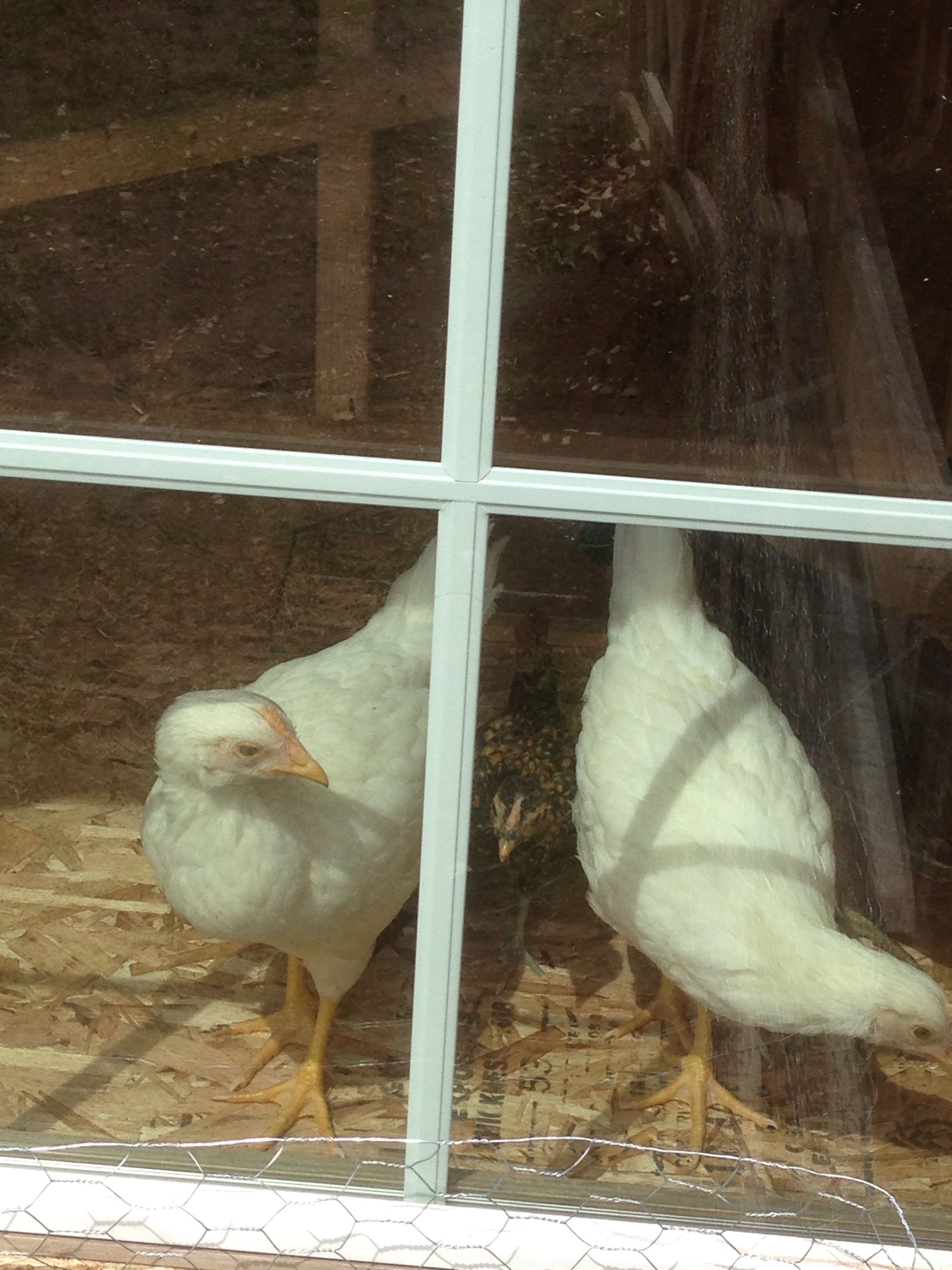 Our 2 Leghorns checking out the Sebrights new digs.