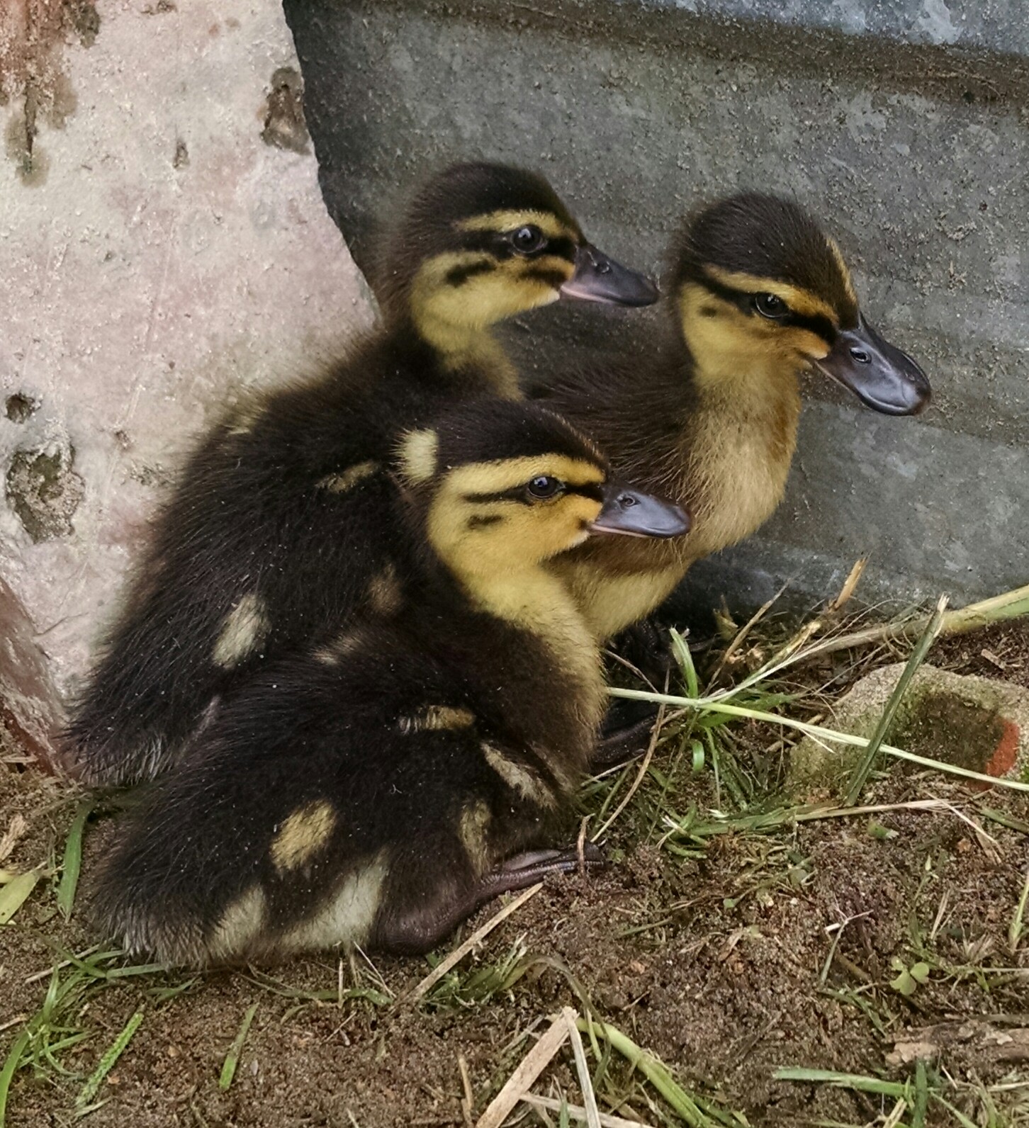 Our 6 day old baby mallards