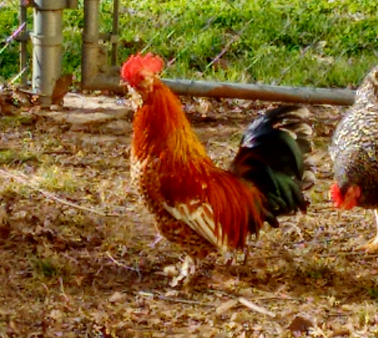 Our bantam roo, 3-4 pounds tops! Quite excitable.