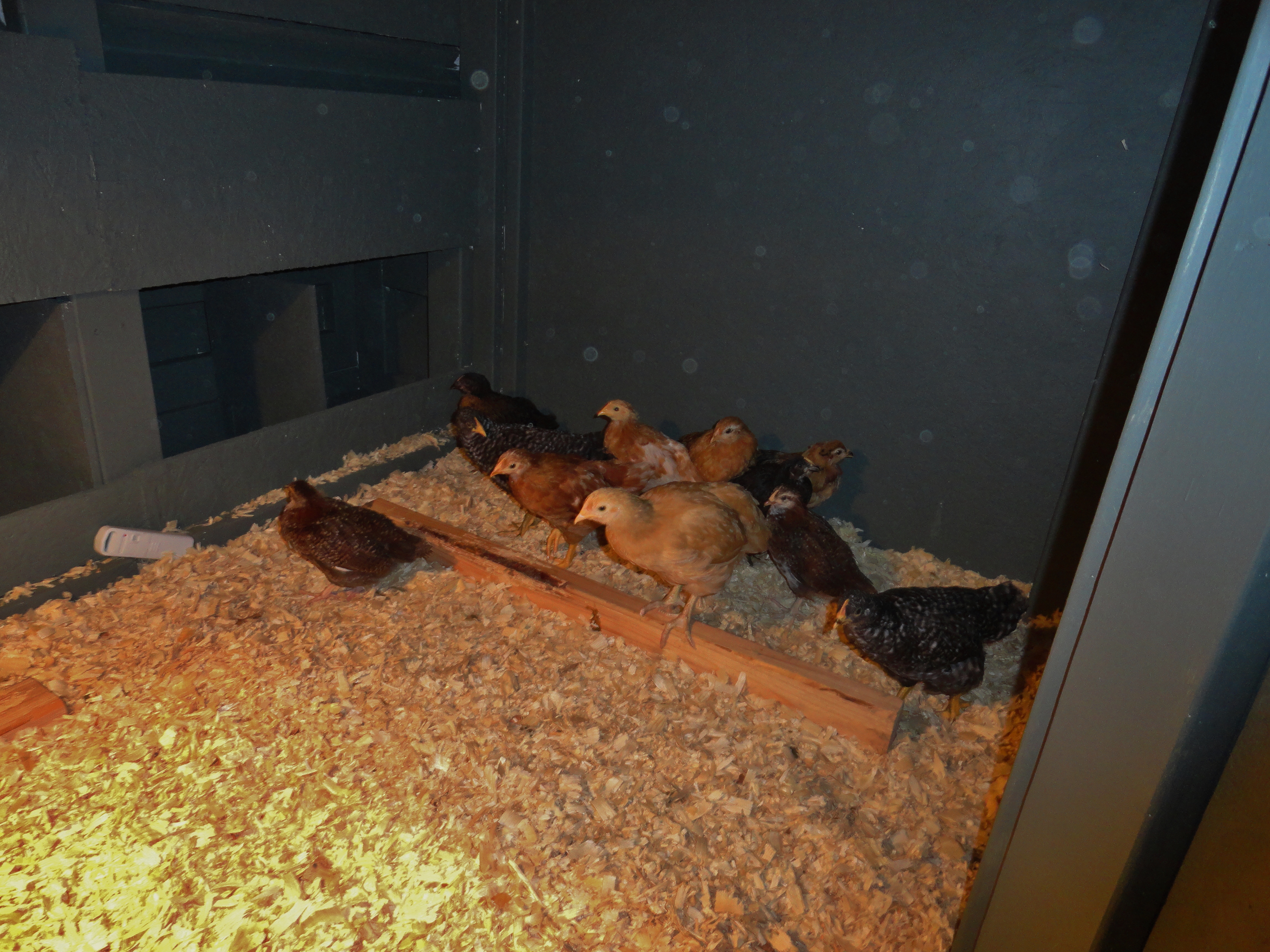 Our Chickens first night in the coop.