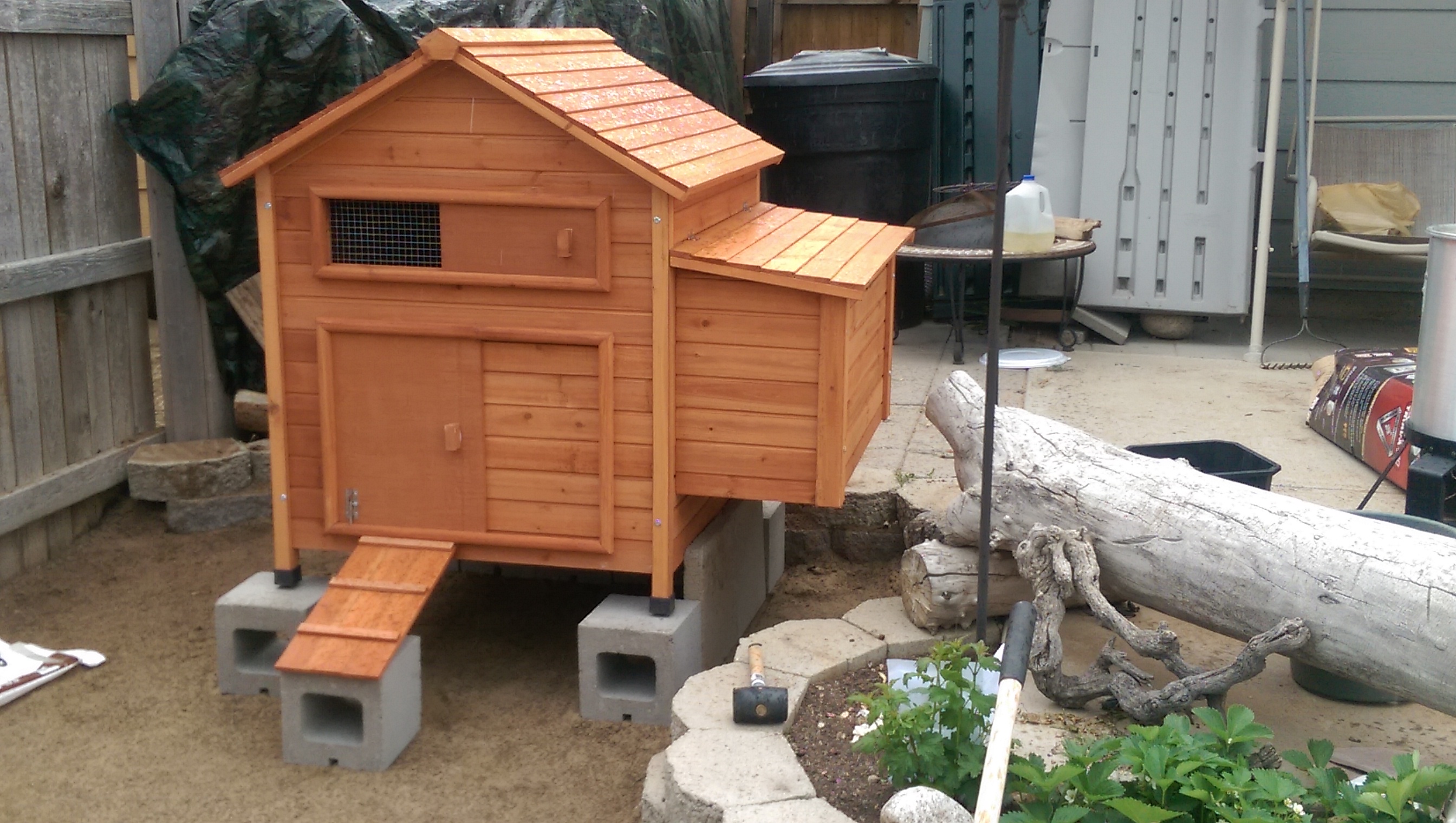 Our coop!  It has been moved back onto the cement to allow for more room for them to roam.  We still have a few weeks before the girls get to move into their new home