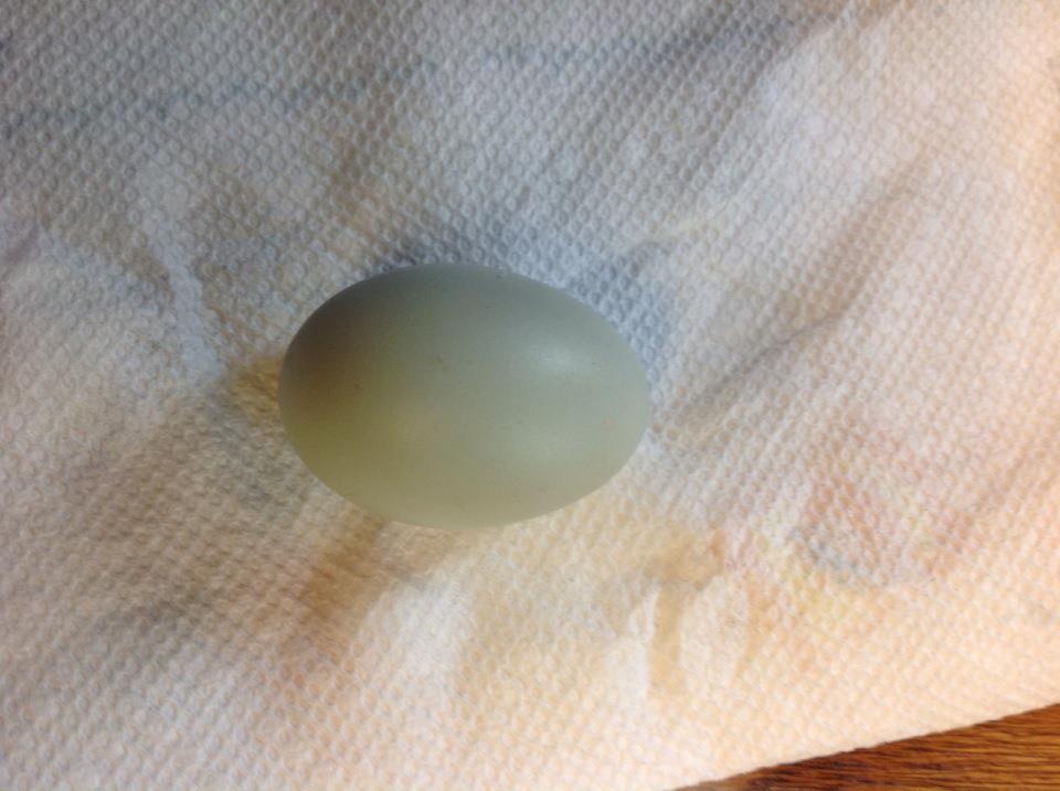 Our first Americana egg! My pullets are 4 1/2 months old!