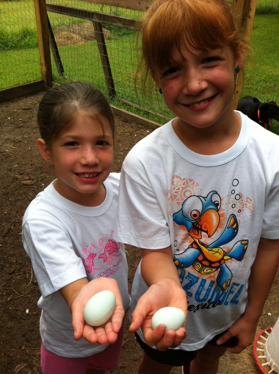 Our first eggs from our Easter Egg chickens!!  Waiting on the rest to start laying.