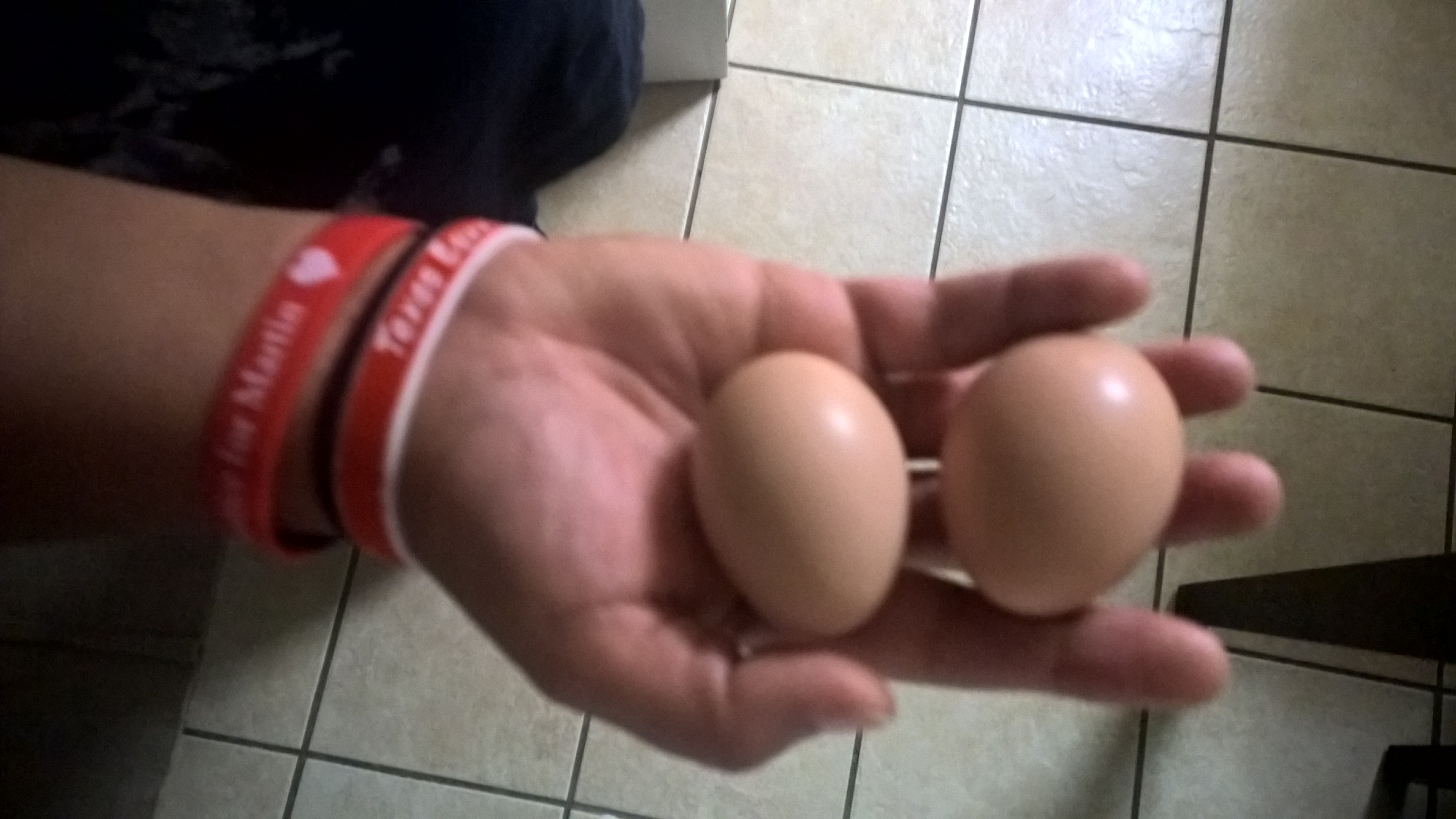 Our First Eggs Sept 04, 2015.....Super pumped!