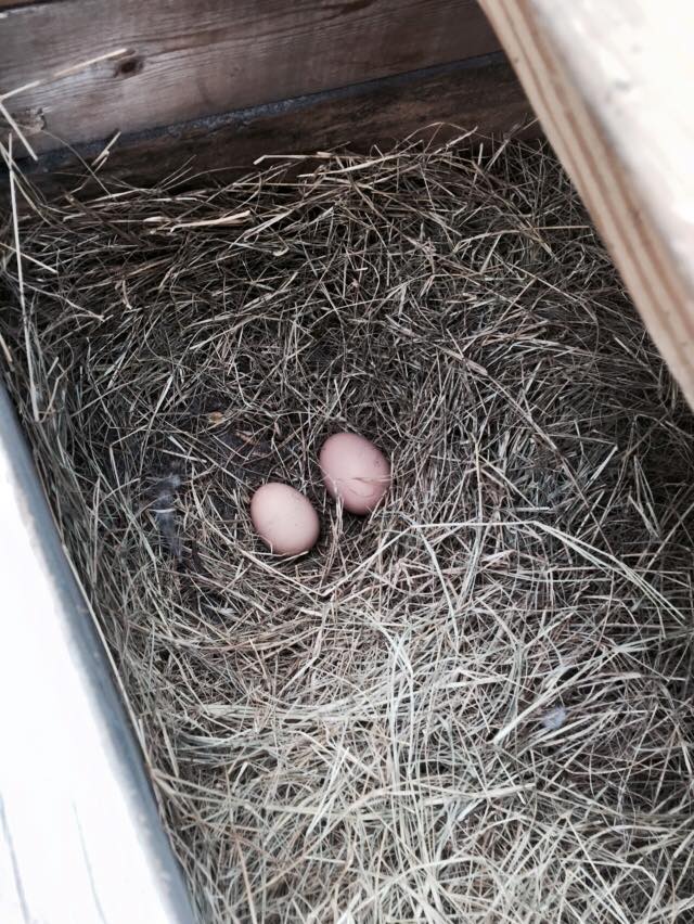 OUR FIRST EGGS!!