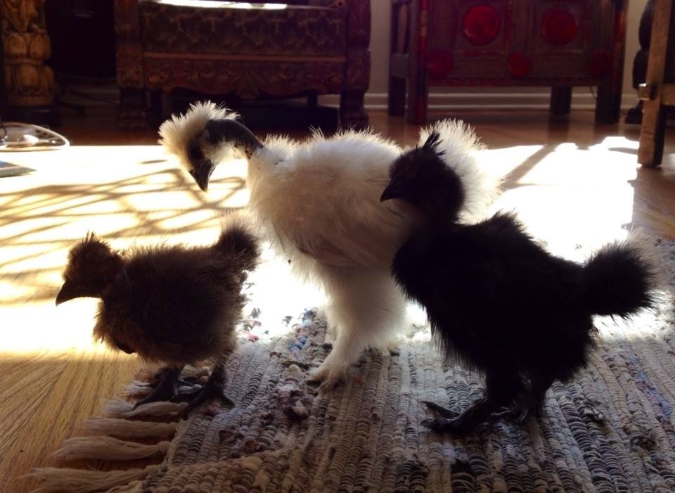 Our first flock: Show girl hen Edith, Show Girl rooster Tulio (previously known as Talulah/Tulie), and my all time favorite Silkie hen Norah.