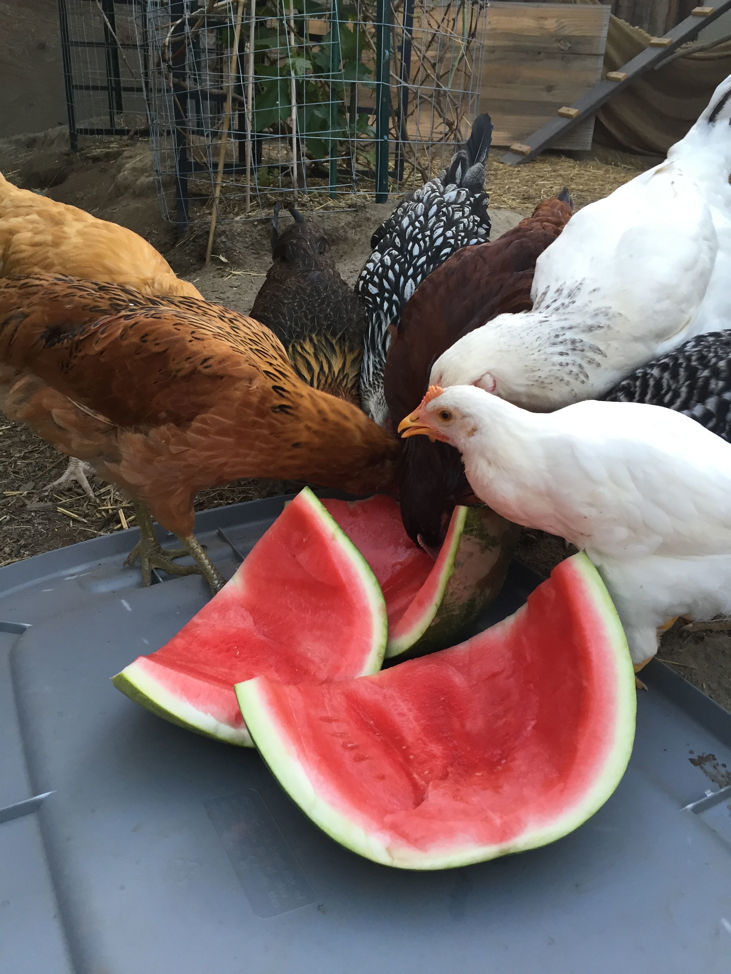 Our ladies got some kitchen leftovers this morning and they were loving it! I was hoping there would be some left to add to the compost but they ate almost everything I put out