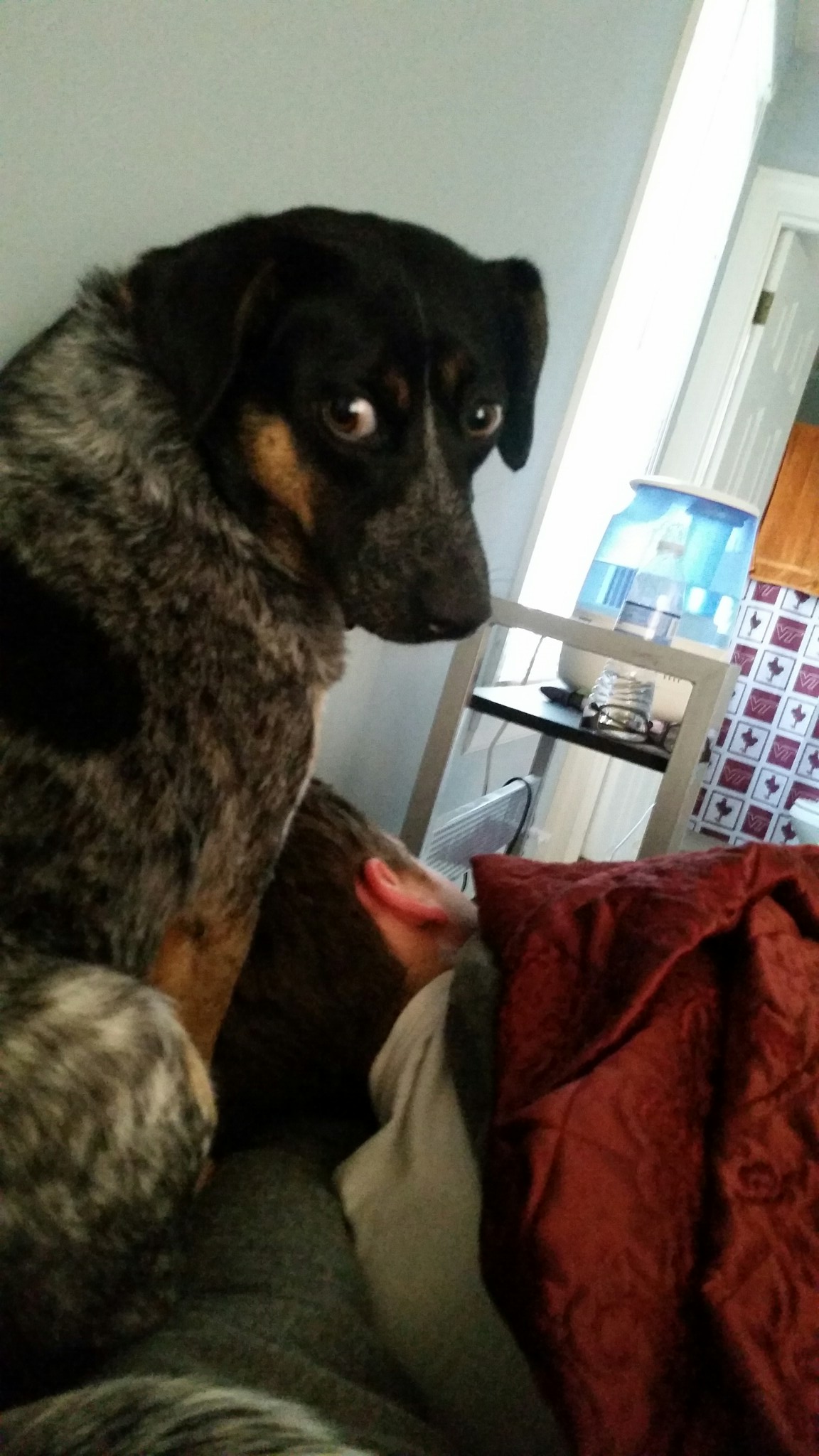 Our Naughty Luna H. Bug trying to wake up my husband on a Saturday morning......