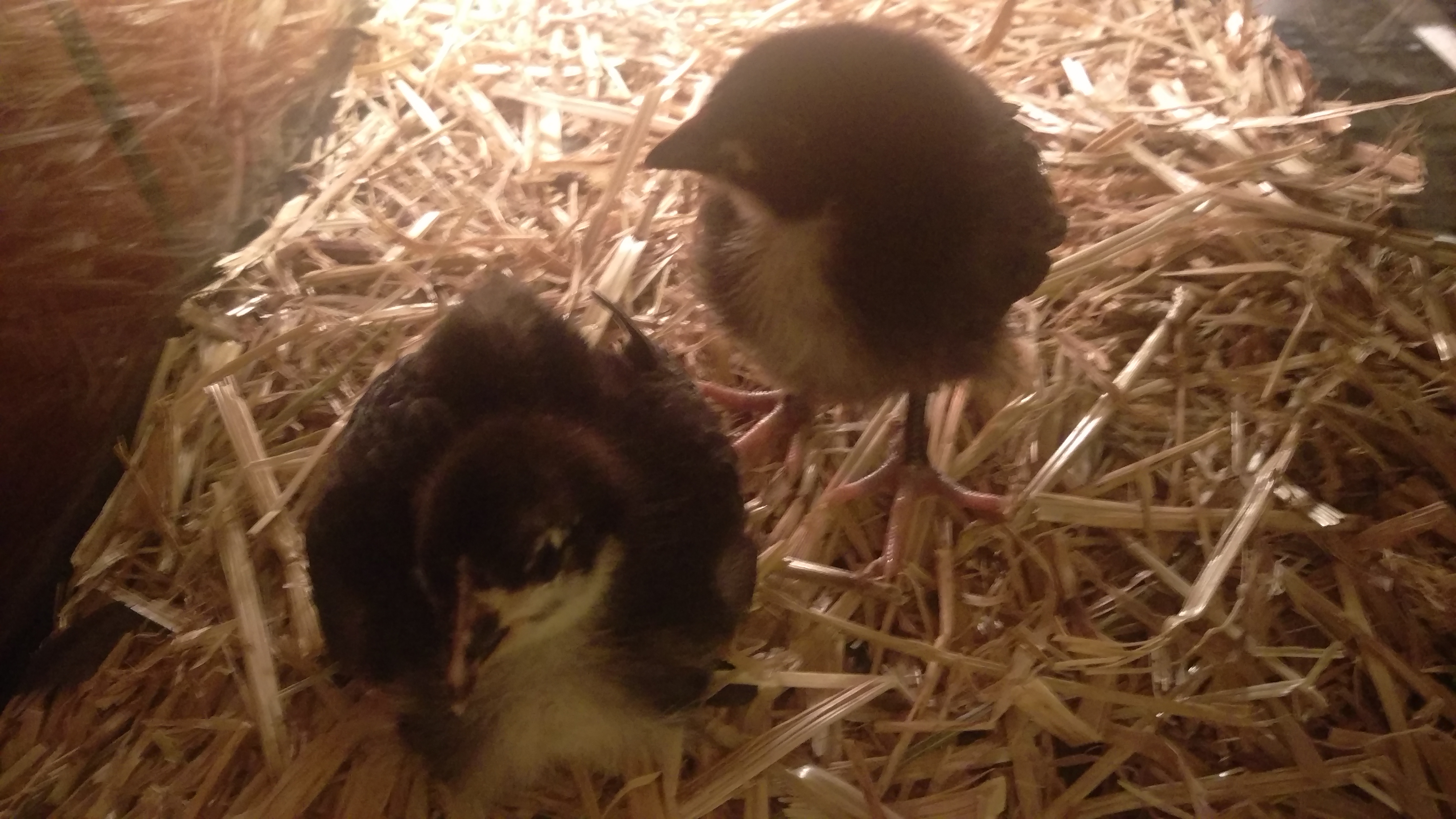 Our newest babies! Doodles and Darkheart, Black Australorps!