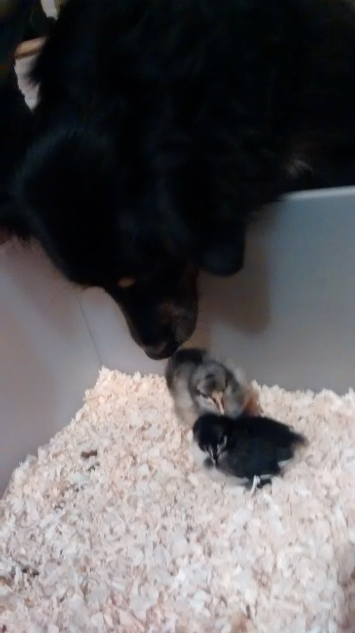 Our pup Hollywood sniffing her babies.